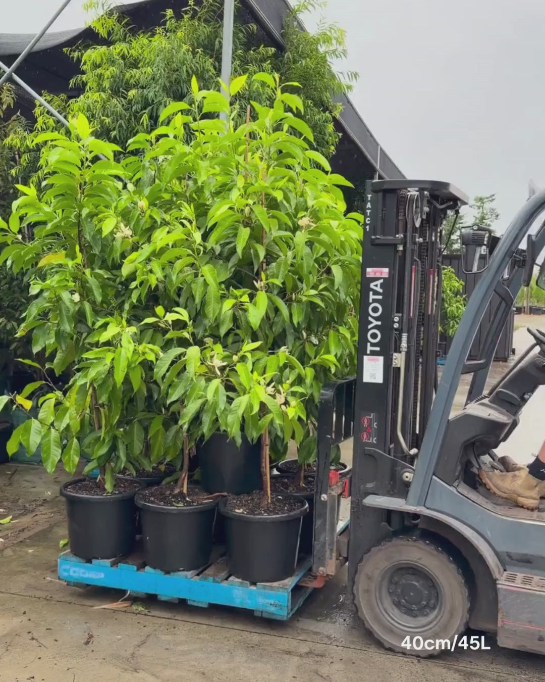 Load video: Michelia alba – White Champaca