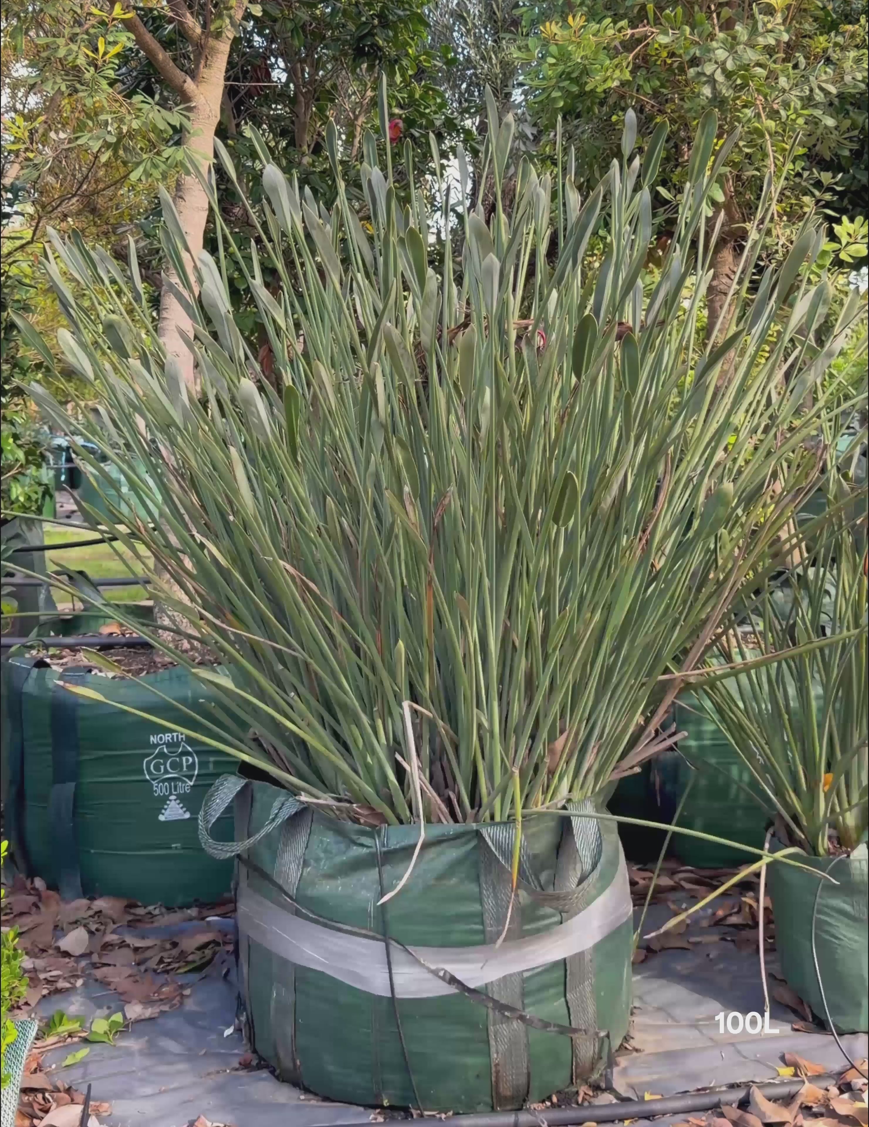 Load video: Strelitzia parvifolia