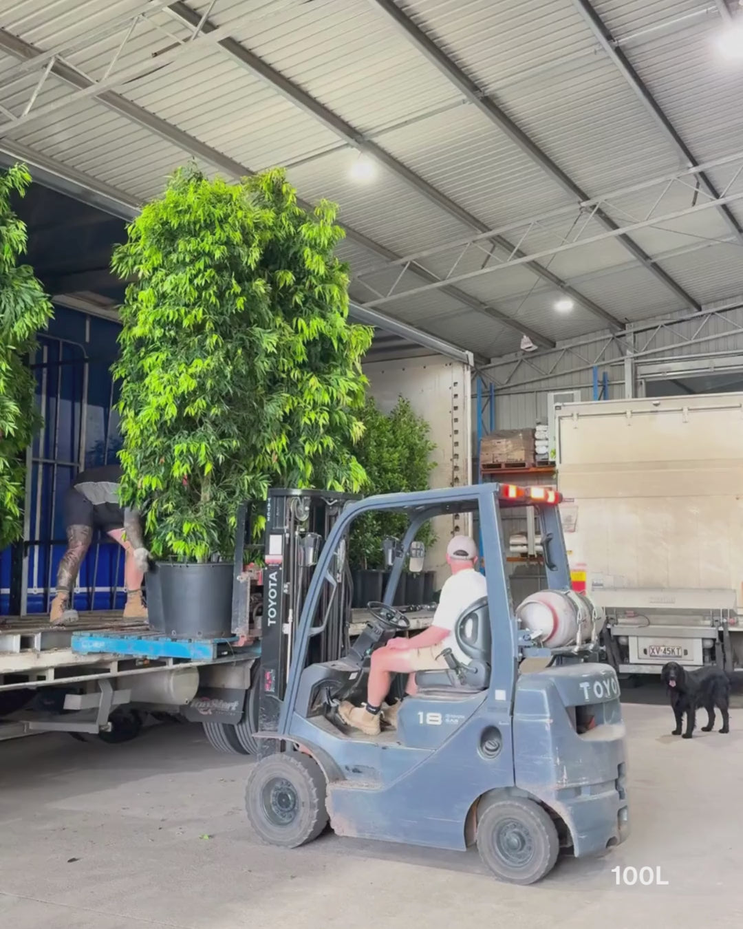 Load video: Waterhousea floribunda - Weeping Lilly Pilly