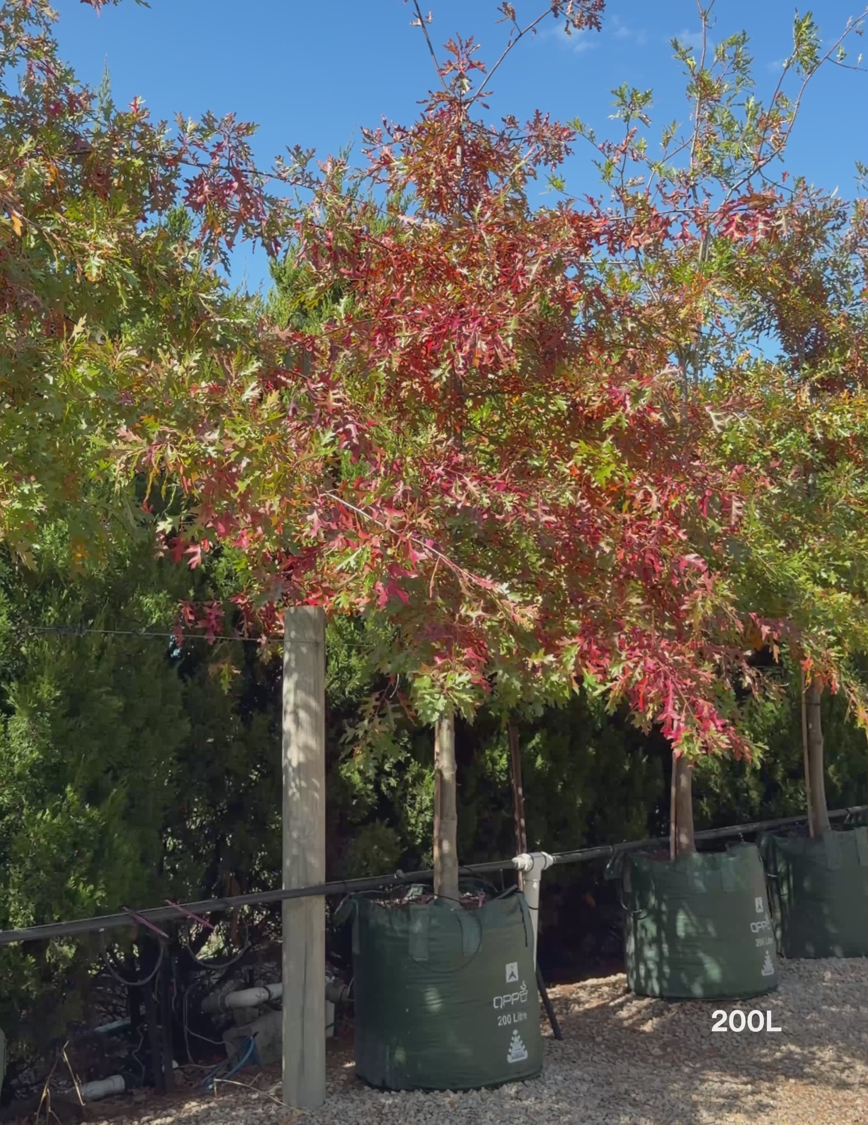 Load video: Quercus palustris - Pin Oak