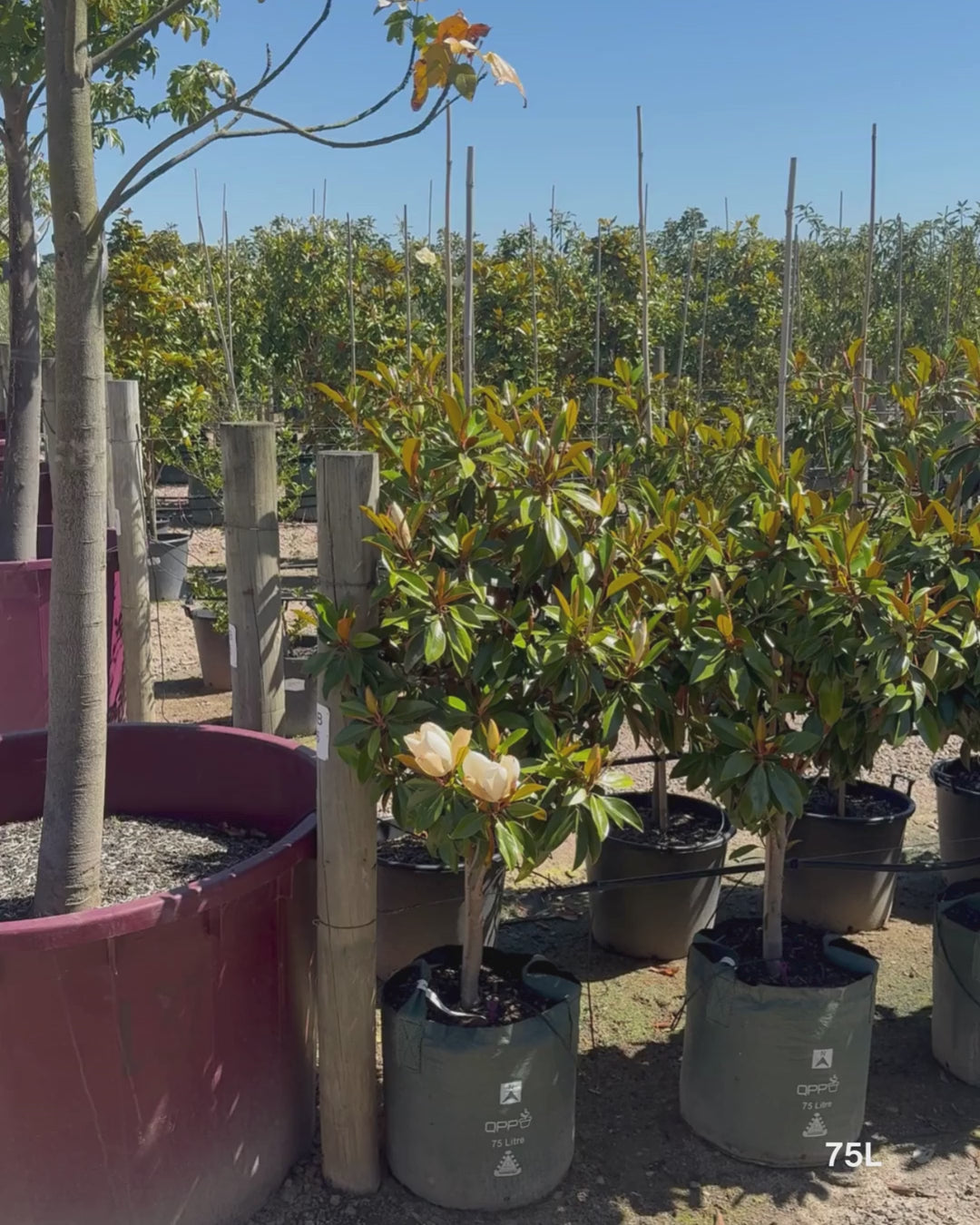 Load video: Magnolia grandiflora 'Sweet 'n' Neat'