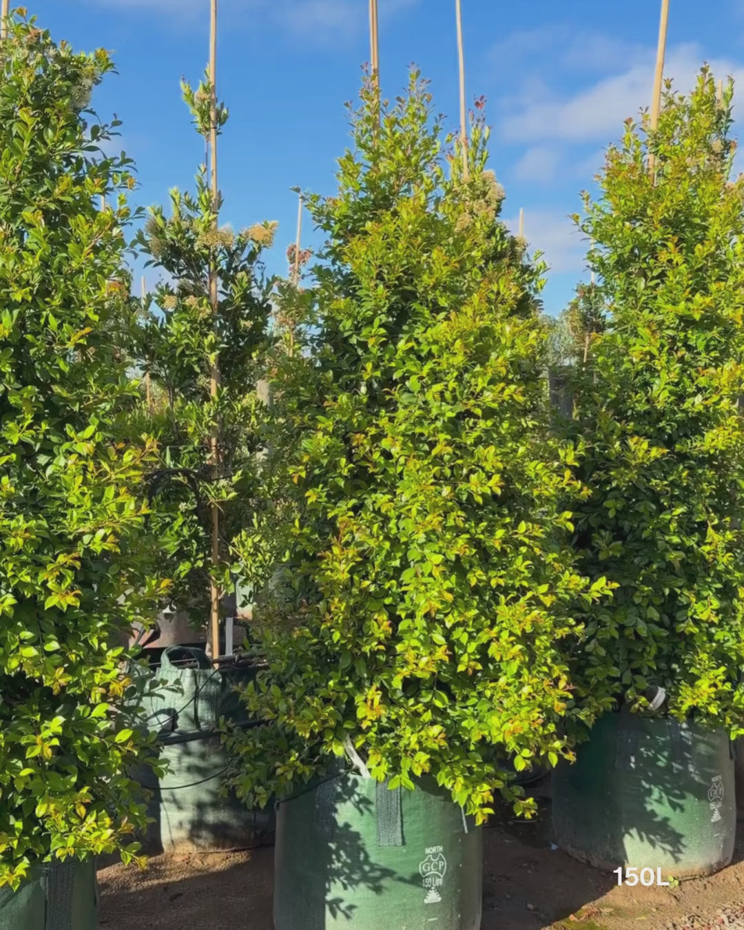 Load video: Syzygium paniculatum 'Backyard Bliss' - Lilly Pilly