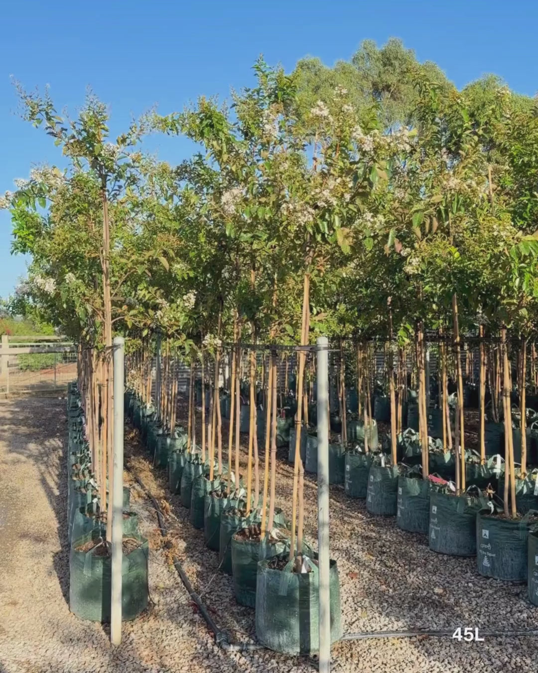 Load video: Lagerstroemia indica 'Natchez' (White) - Crepe Myrtle