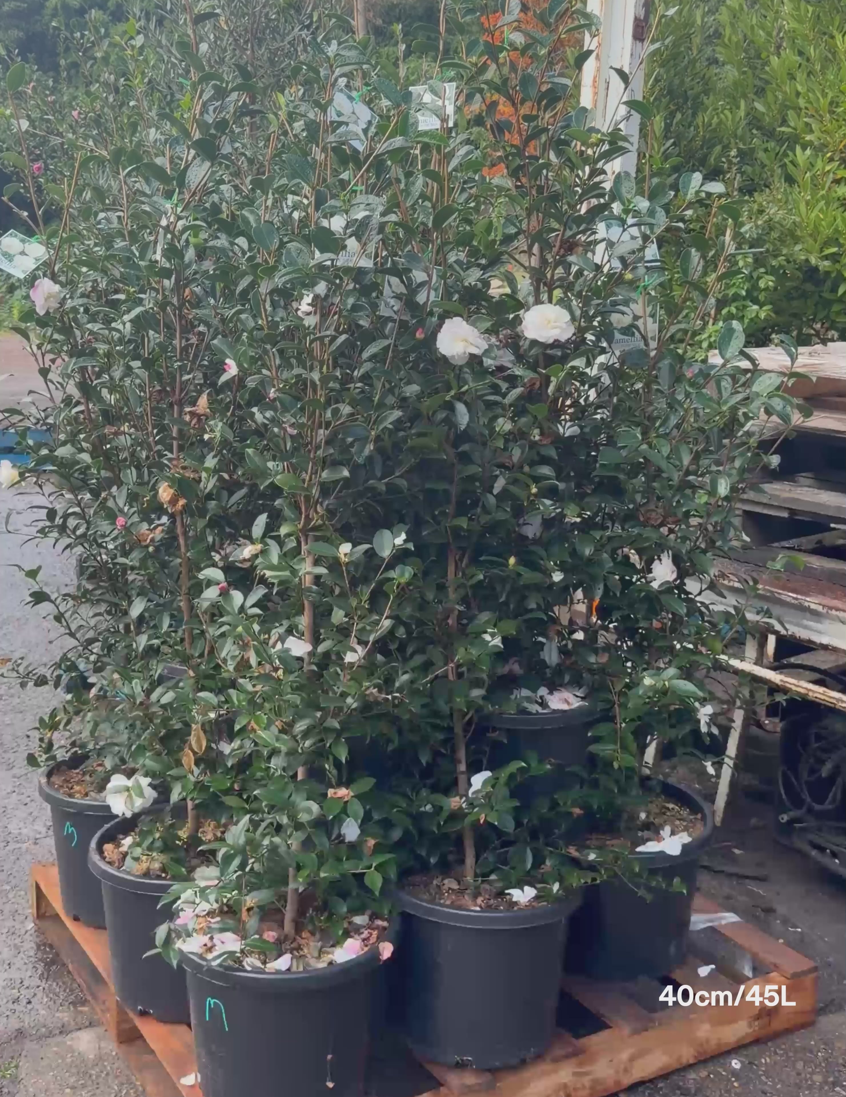Load video: Camellia sasanqua 'Pure Silk'