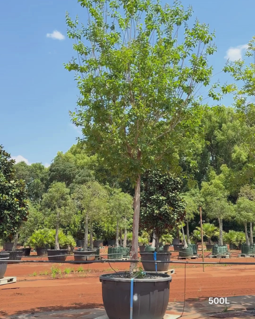 Load video: Lagerstroemia indica 'Natchez' (White) - Crepe Myrtle
