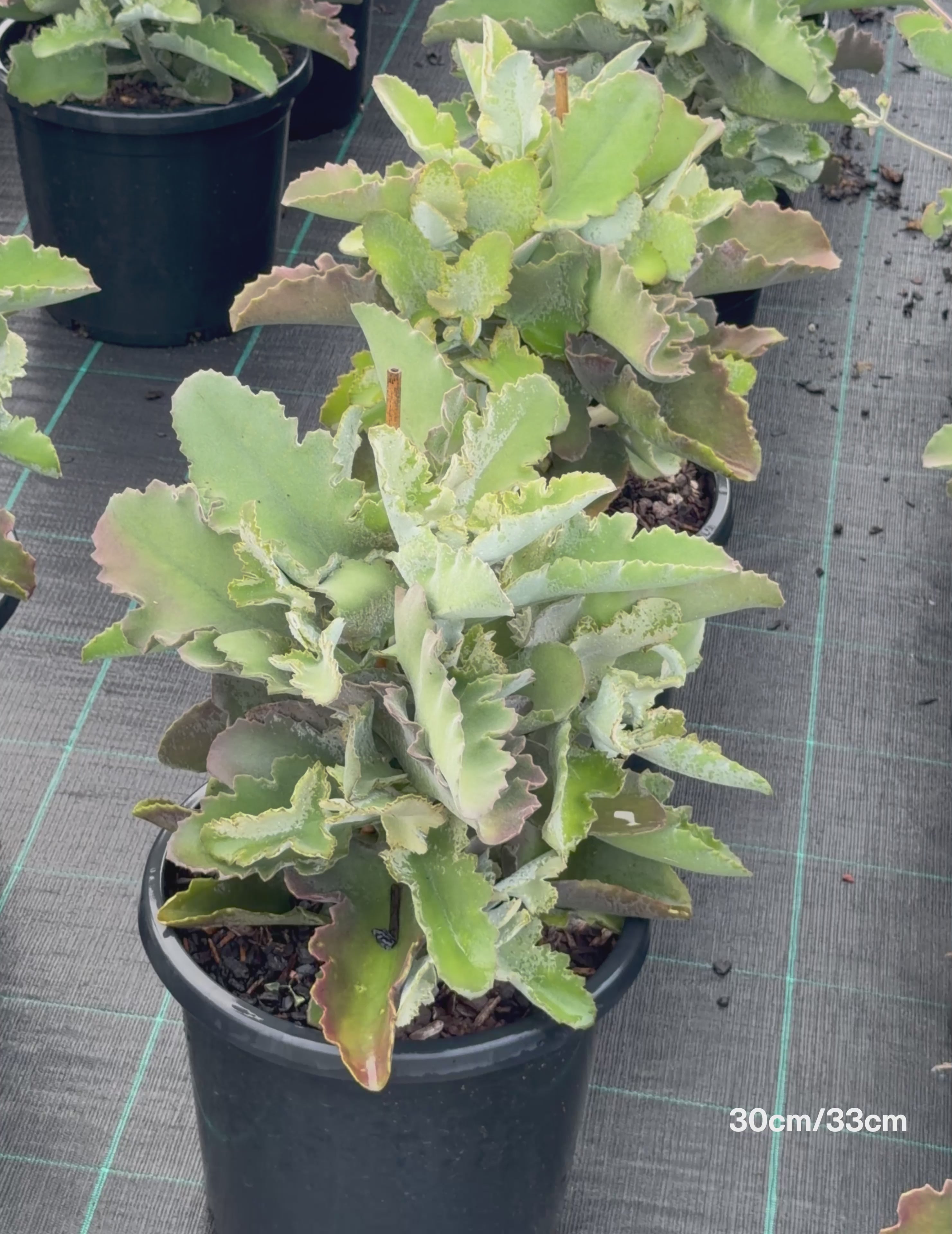 Load video: Kalanchoe beharensis – Felt Bush