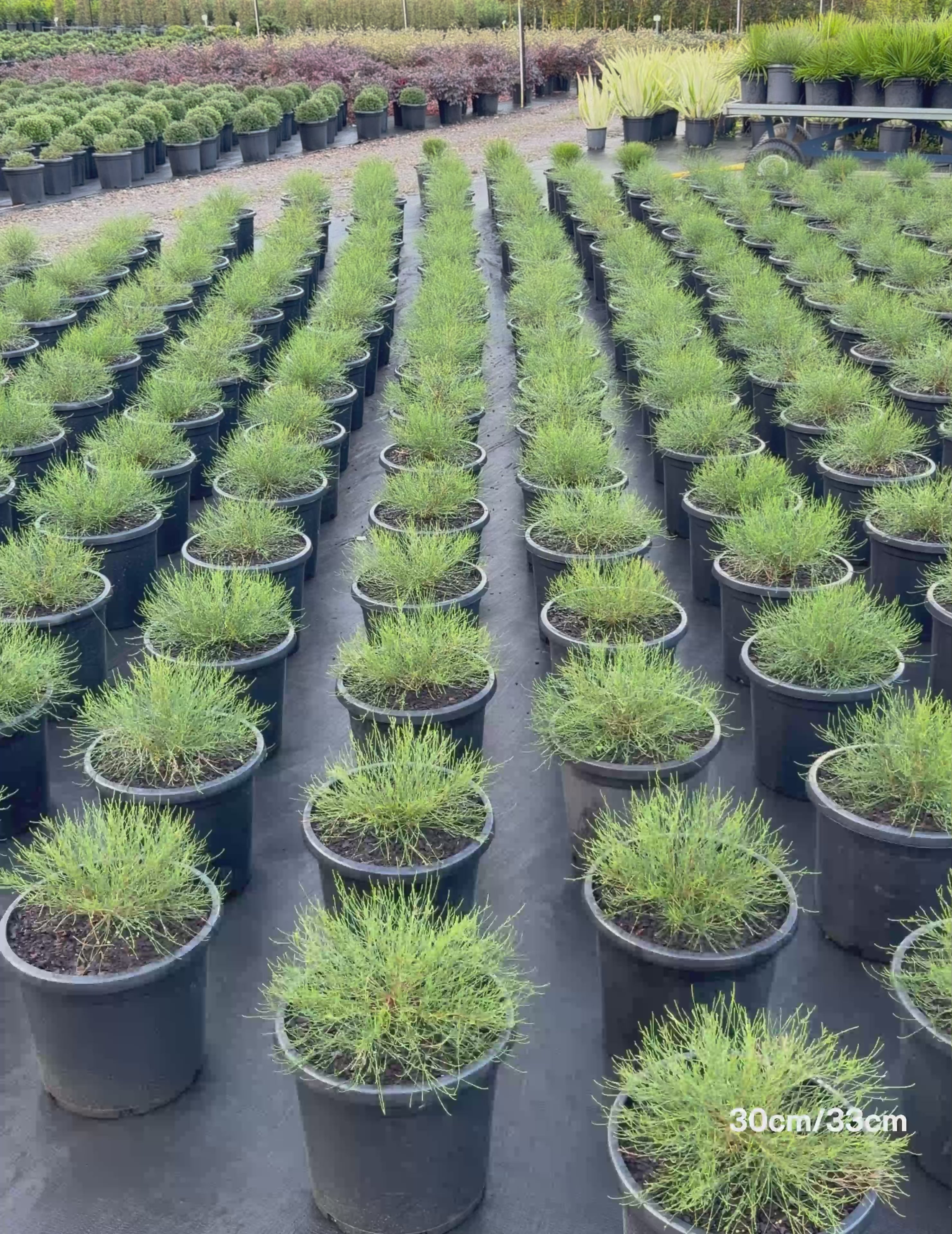 Load video: Casuarina 'Green Waves'