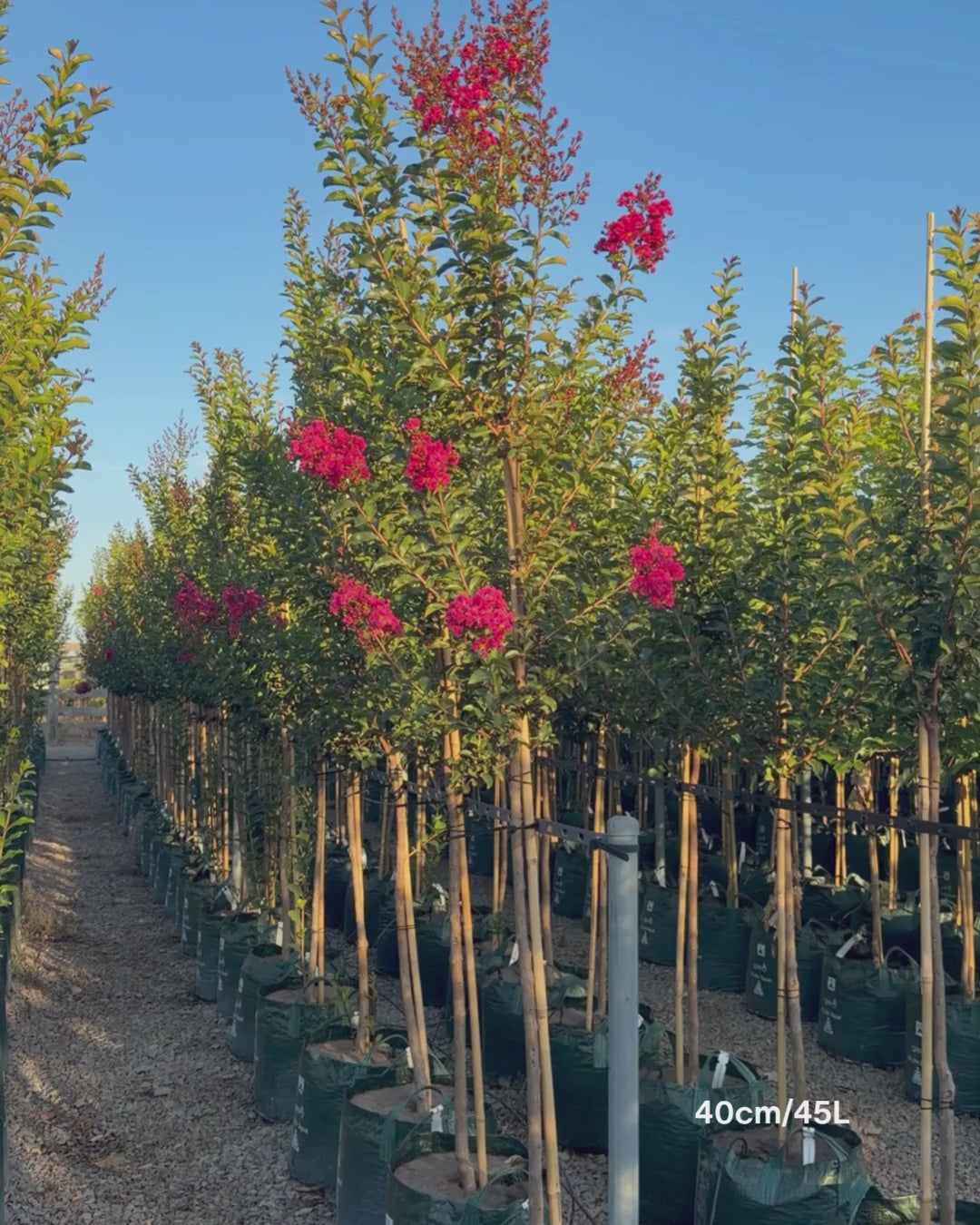 Load video: Lagerstroemia indica 'Tuscarora' - Dark Pink Crepe Myrtle