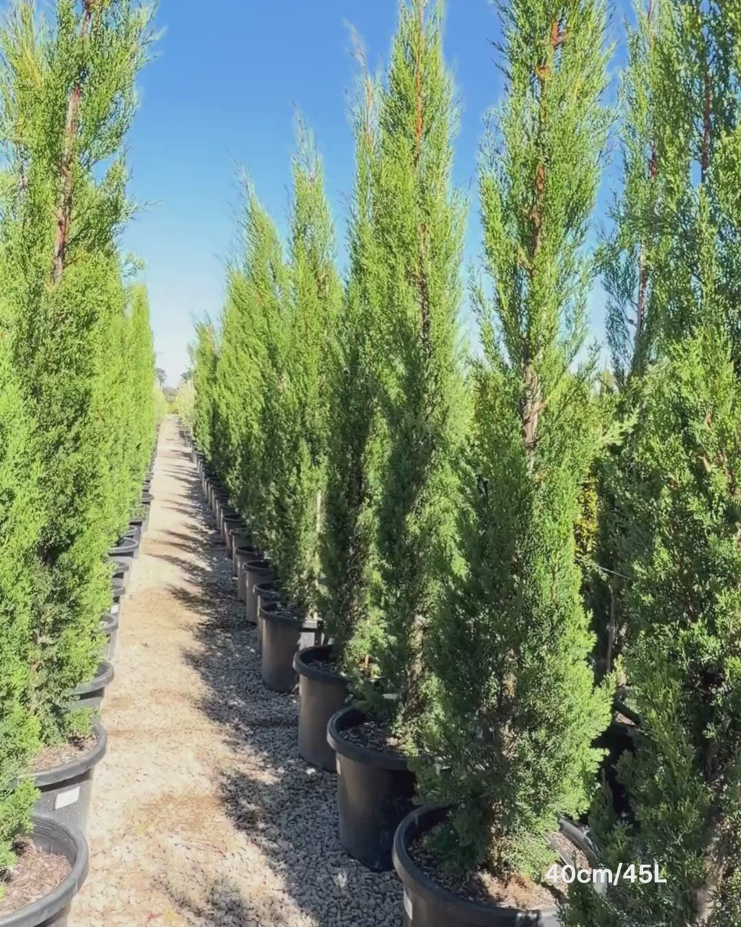 Load video: Cupressus sempervirens 'Glauca' - Pencil Pine - Sale