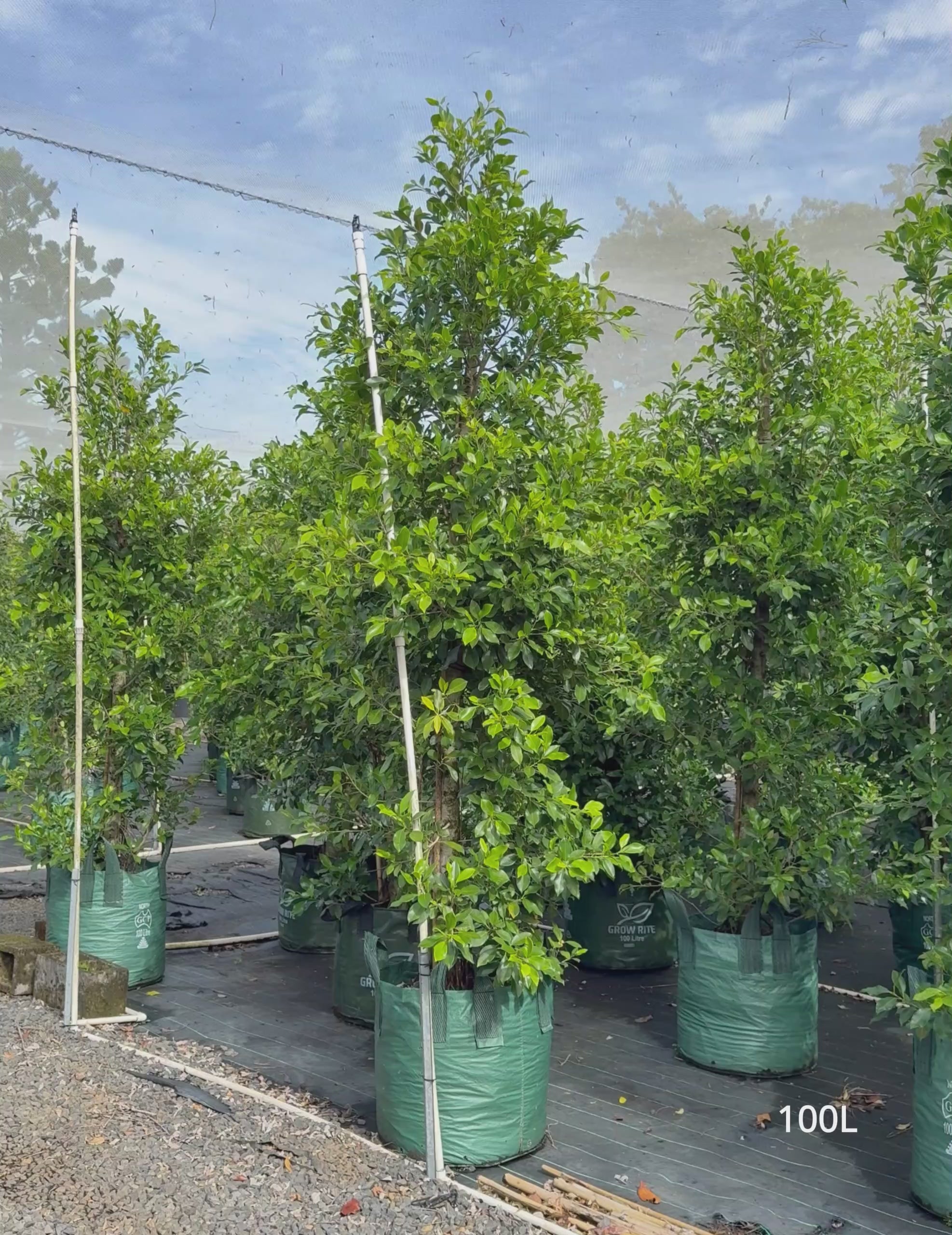Load video: Ficus Hillii Flash