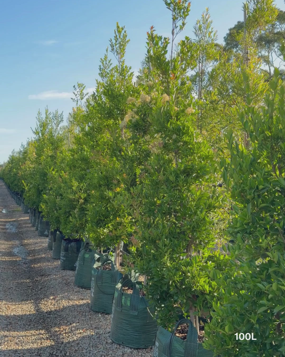 Load video: Acmena smithii 'Firescreen' - Lilly Pilly