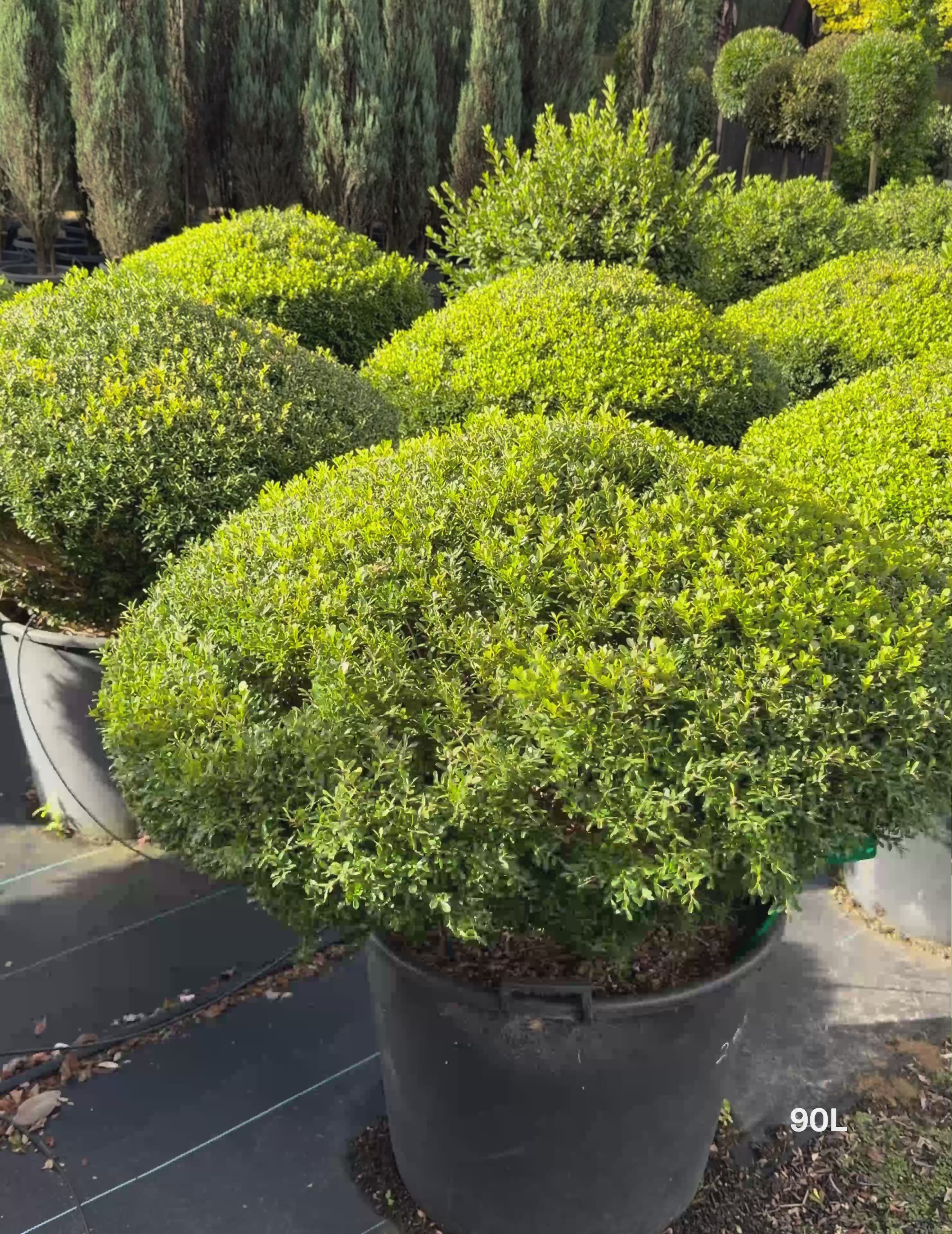 Load video: Buxus microphylla var. microphylla Topiary Saucers – Japanese Box Topiary Saucers