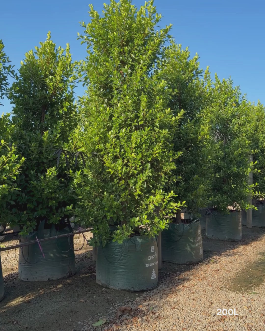 Load video: Ficus Hillii Flash