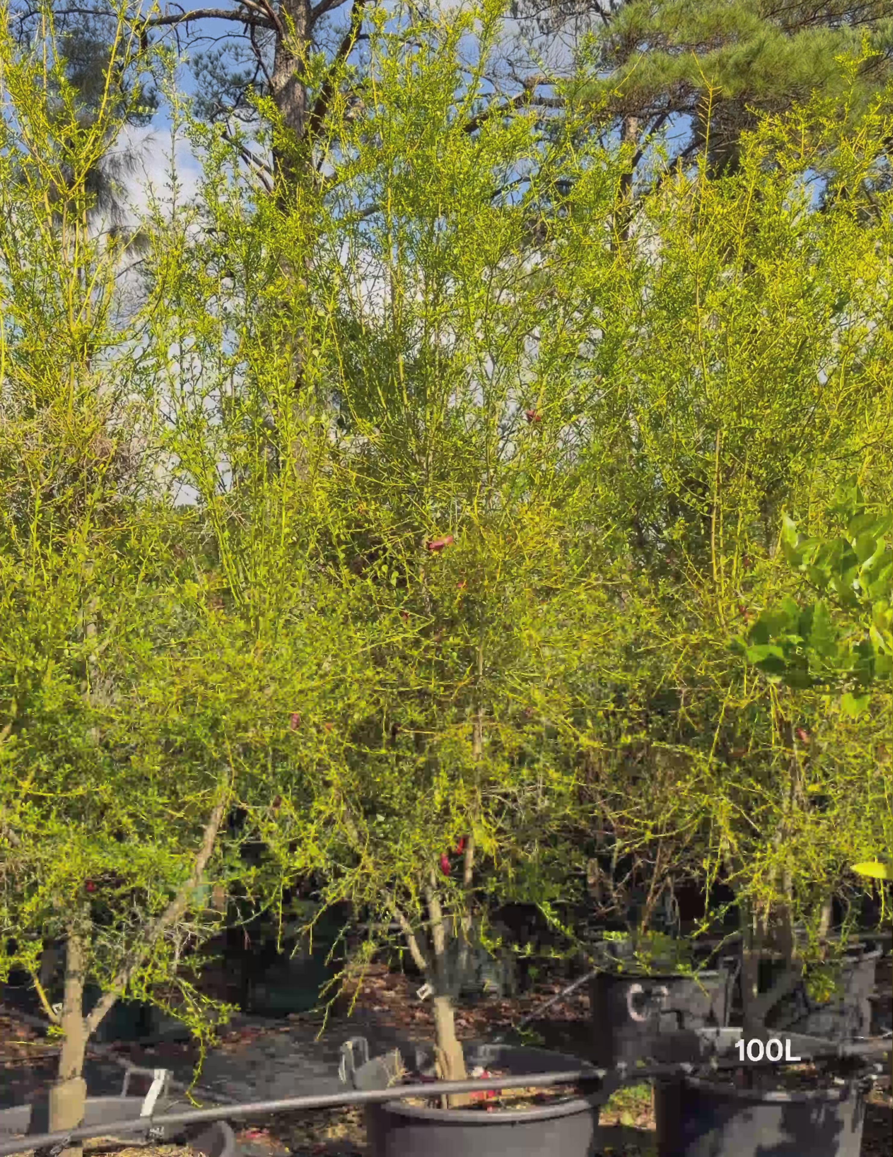 Load video: Citrus australasica ‘Australian Blood Red Centre’ – Australian Finger Lime