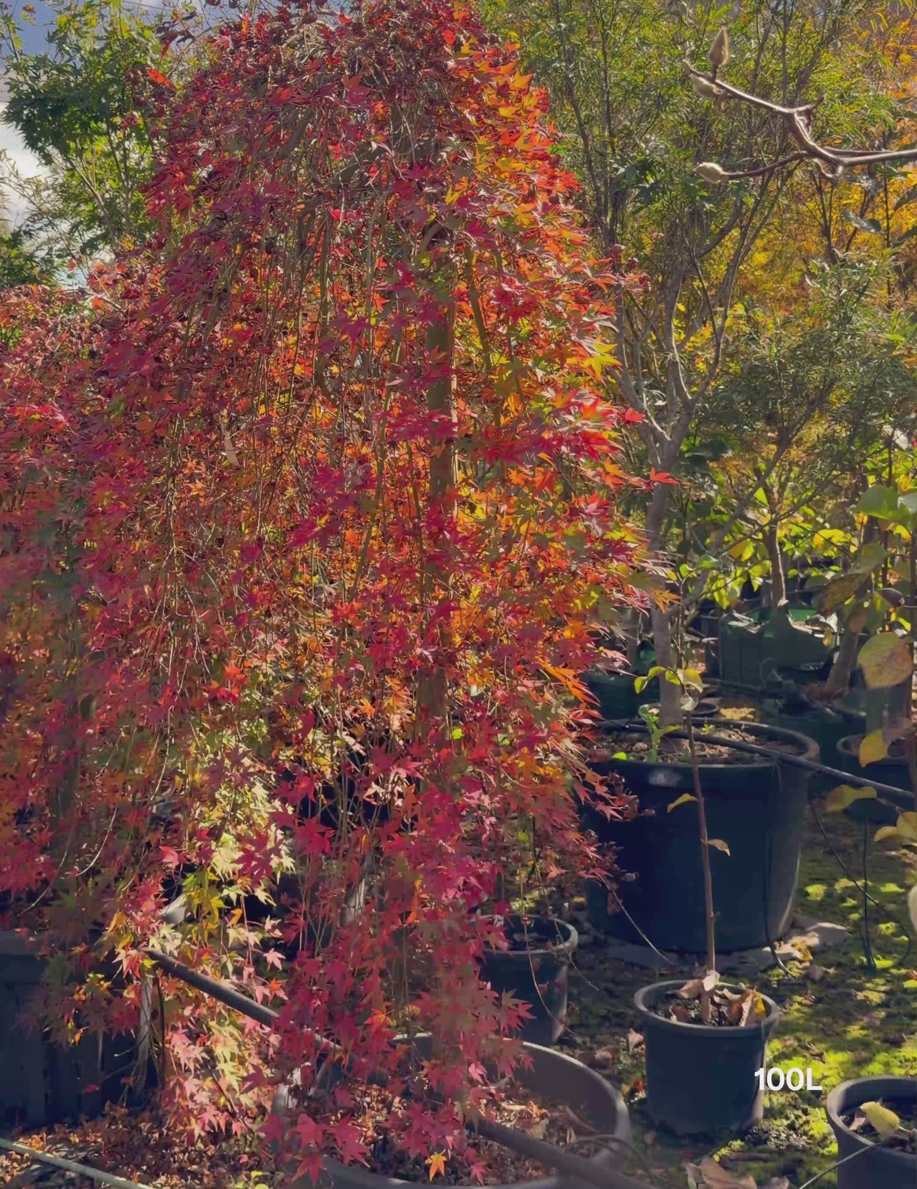Load video: Acer palmatum 'Nishiki Fountain' - Variegated Weeping Japanese Maple