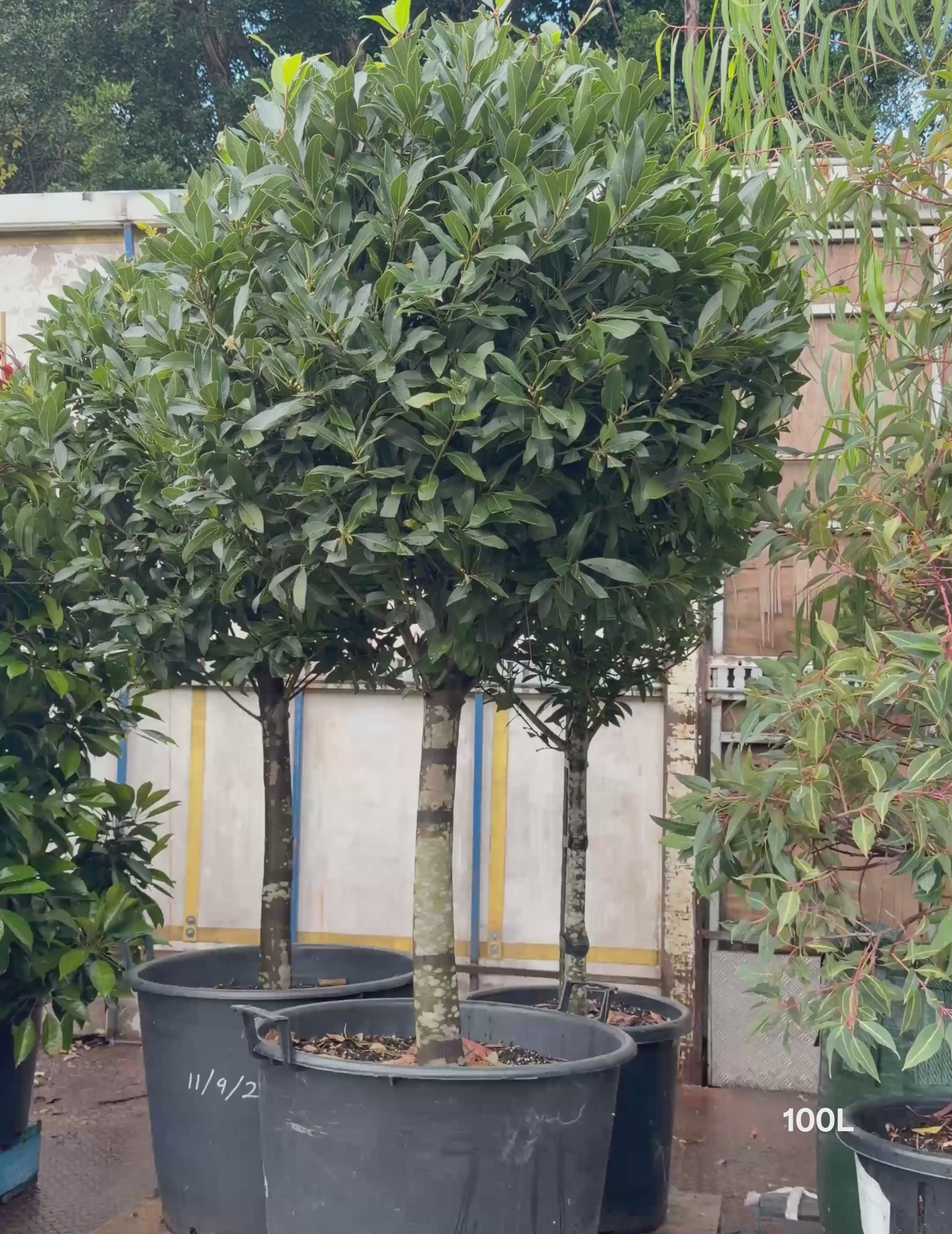 Laurus nobilis Bay Leaf Standard | Topiary Tree - Evergreen Trees Direct