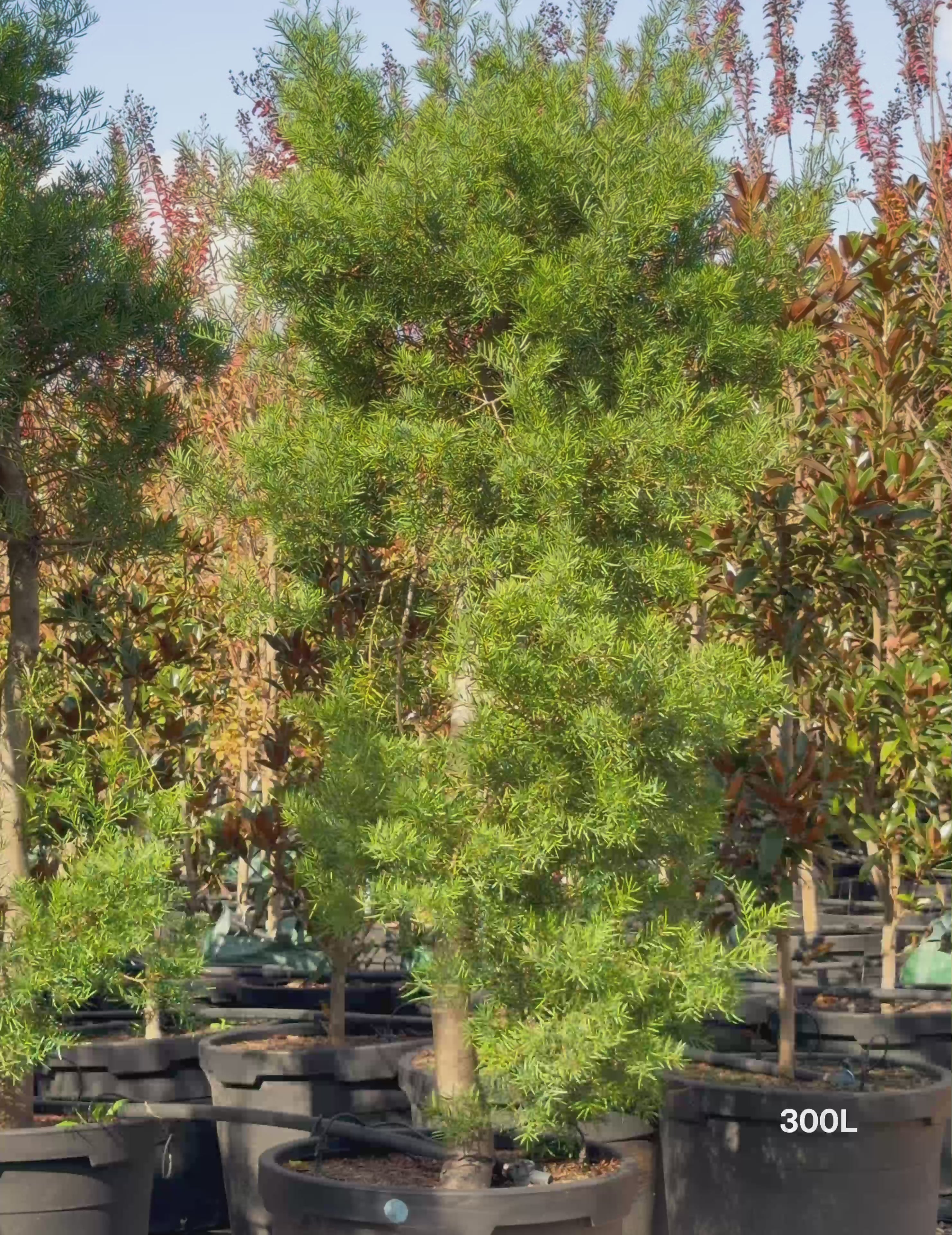 Podocarpus elatus – Brown Pine | Native Shade Tree