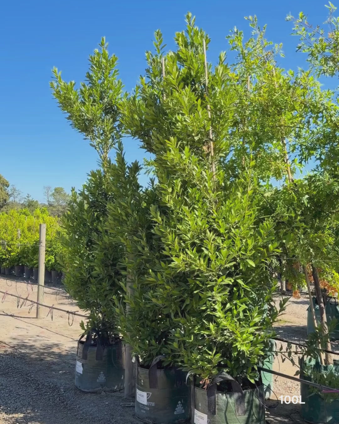 Load video: Laurus nobilis 'Miles Choice' - Bay Tree