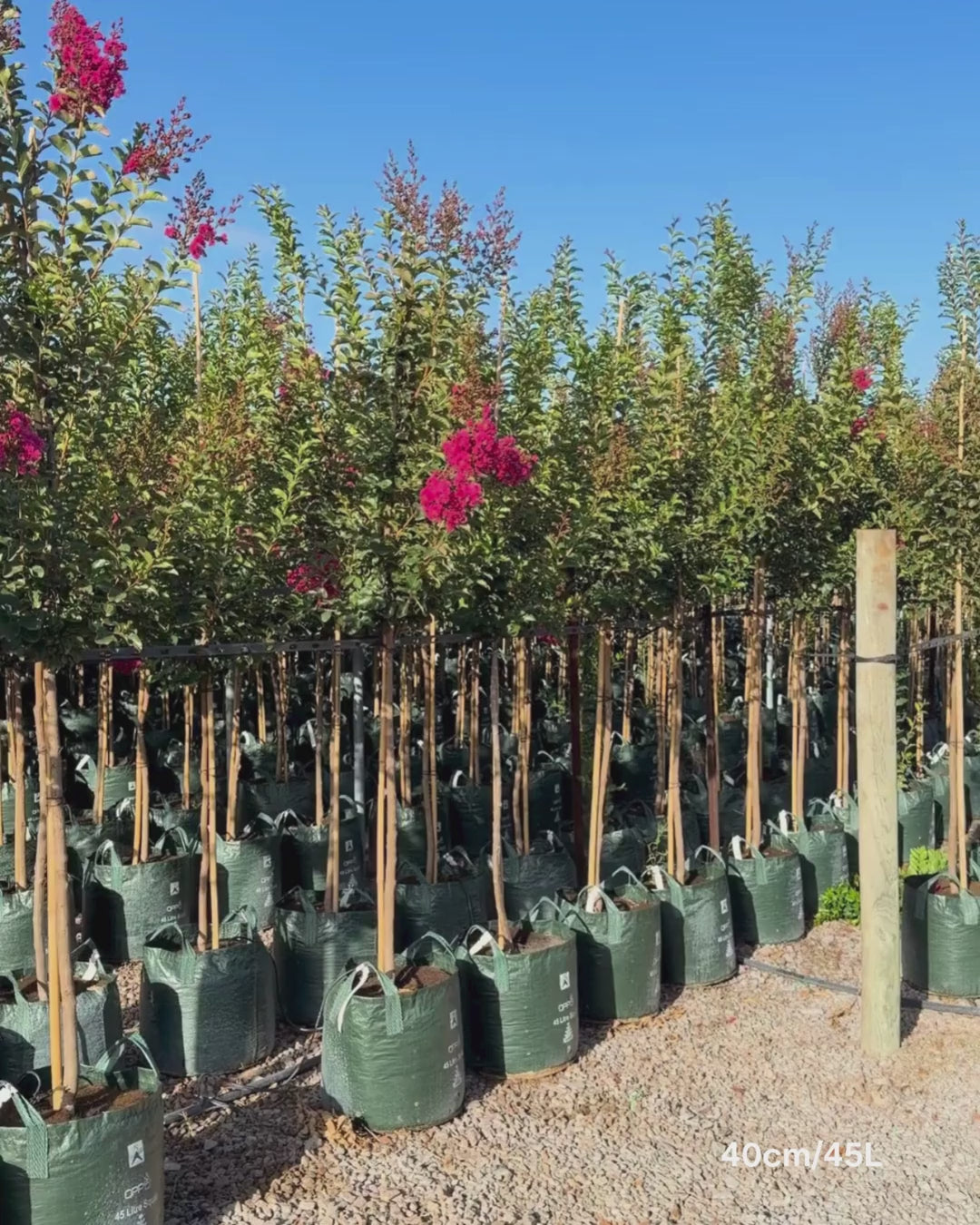 Load video: Lagerstroemia indica 'Tuscarora' - Dark Pink Crepe Myrtle