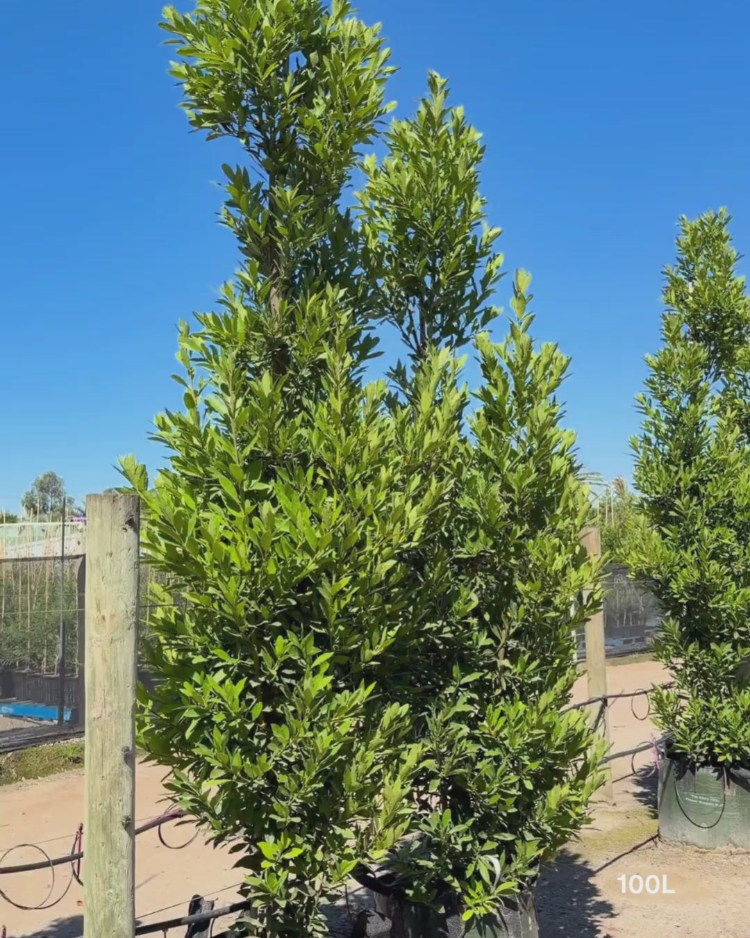 Load video: Laurus nobilis 'Miles Choice' - Bay Tree