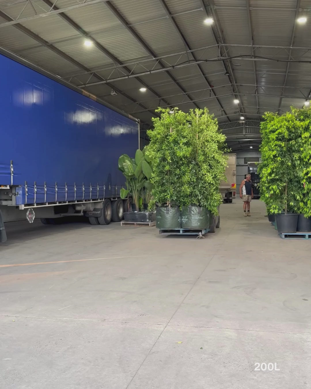 Load video: Ficus Hillii
