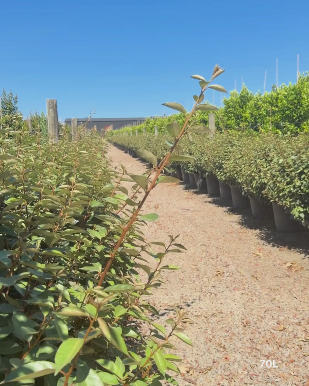 Load video: Elaeagnus × ebbingei balls