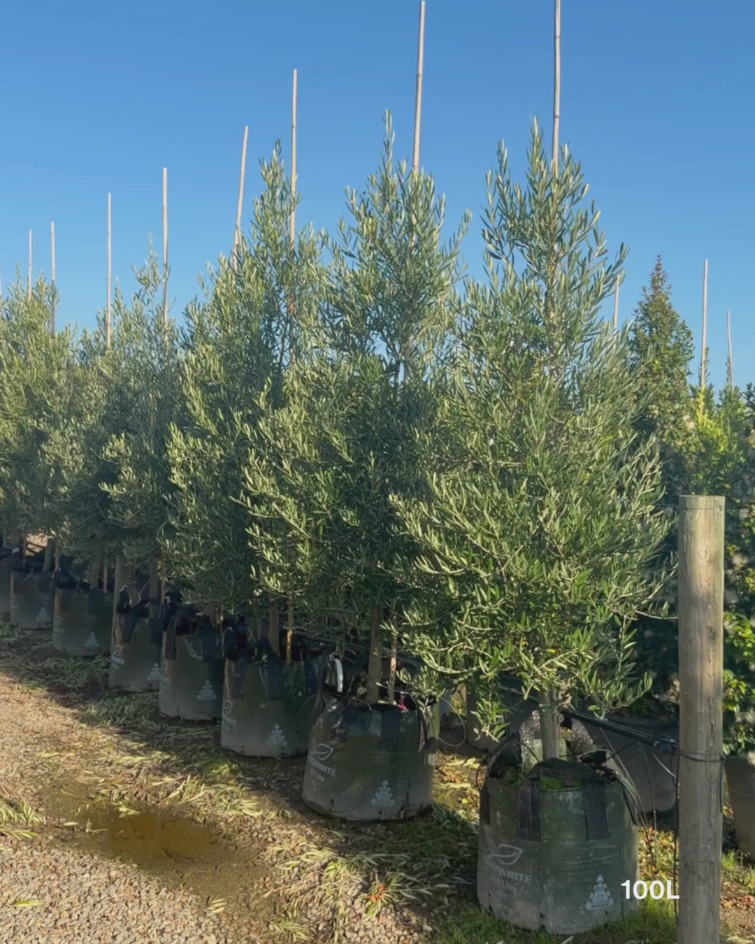 Load video: Olea europaea 'Tolley's Upright' - Low Fruiting Olive