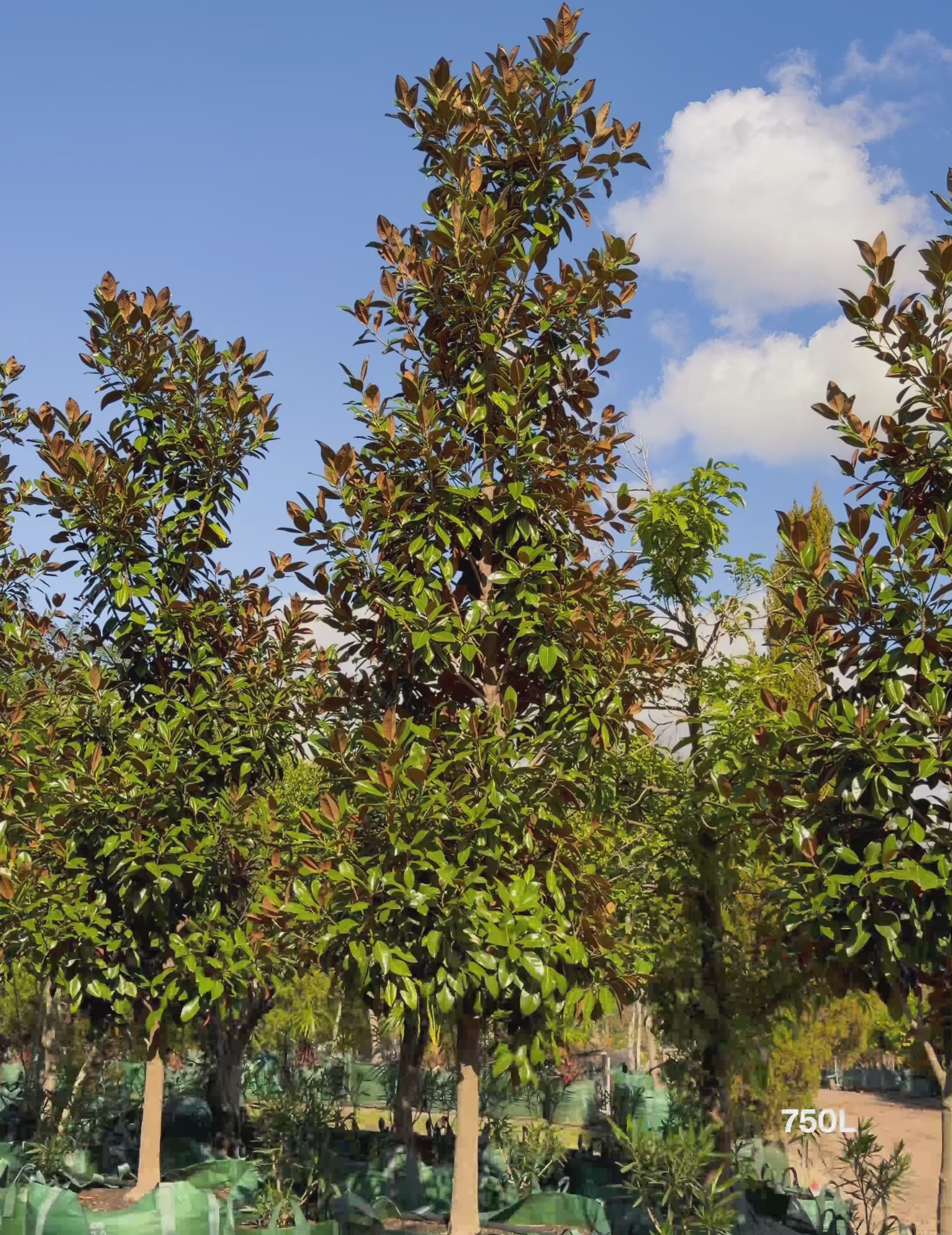 Load video: Magnolia grandiflora 'Exmouth'
