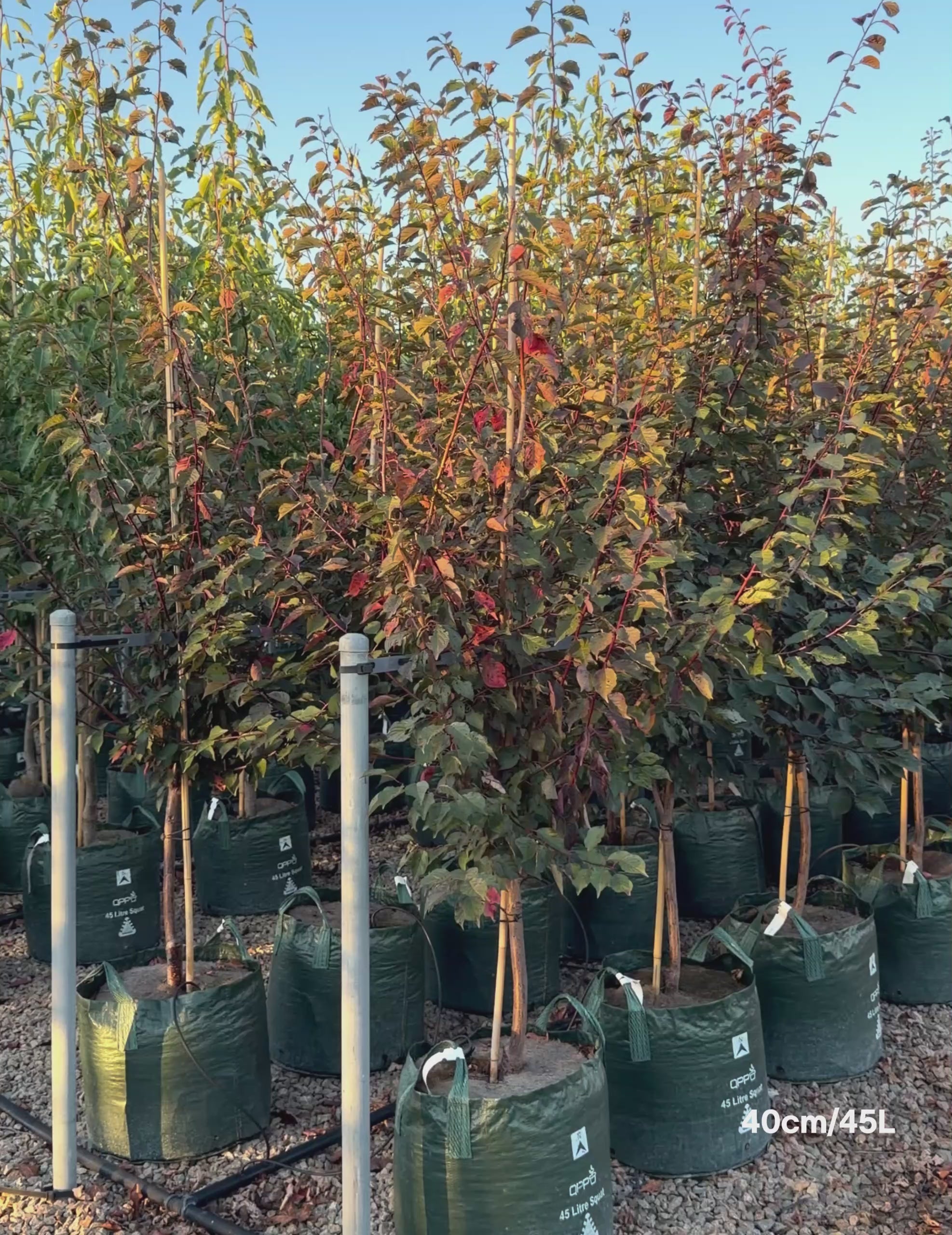 Load video: Prunus x blireana