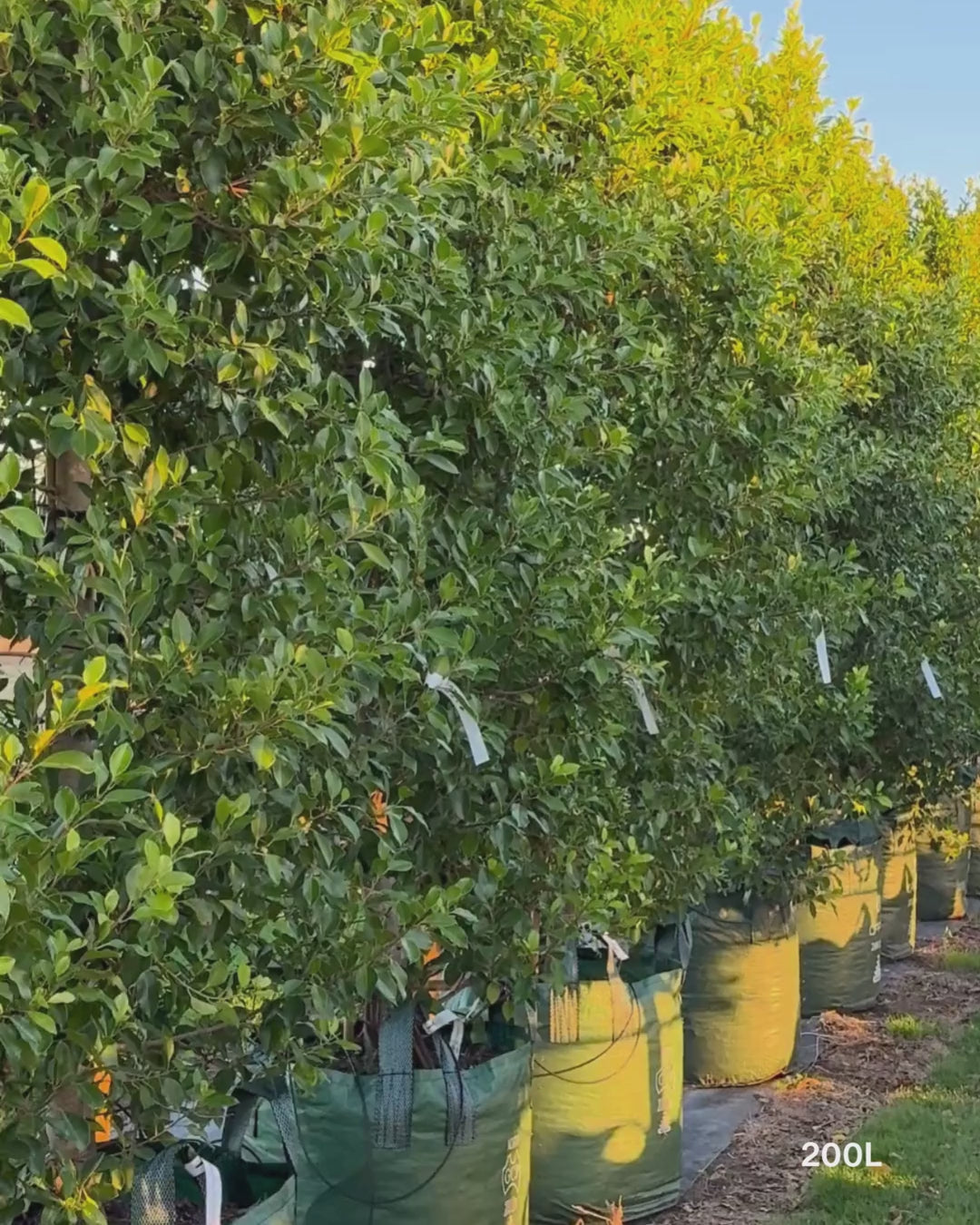 Load video: Ficus Hillii Flash