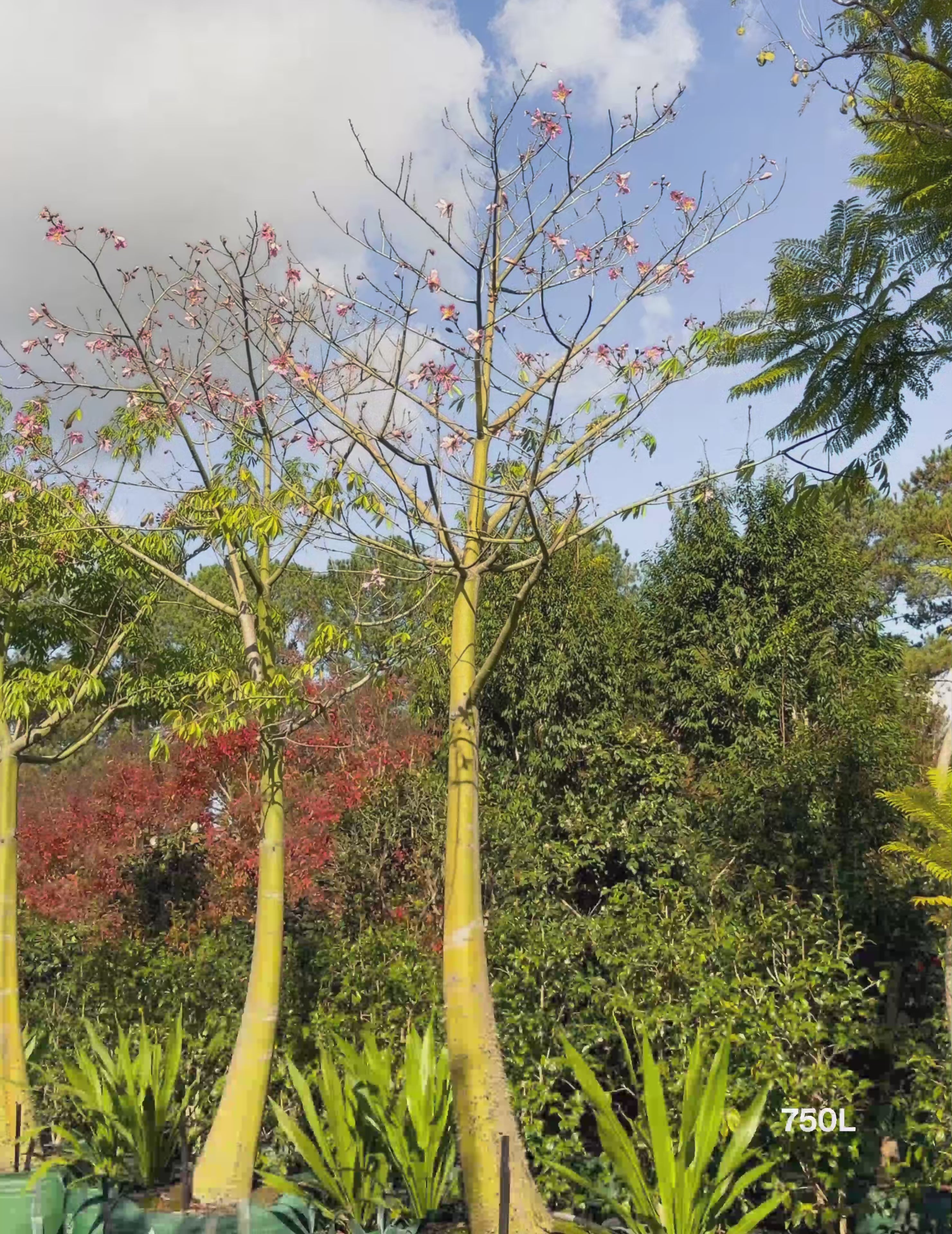 Load video: Ceiba speciosa – Silk Floss Tree
