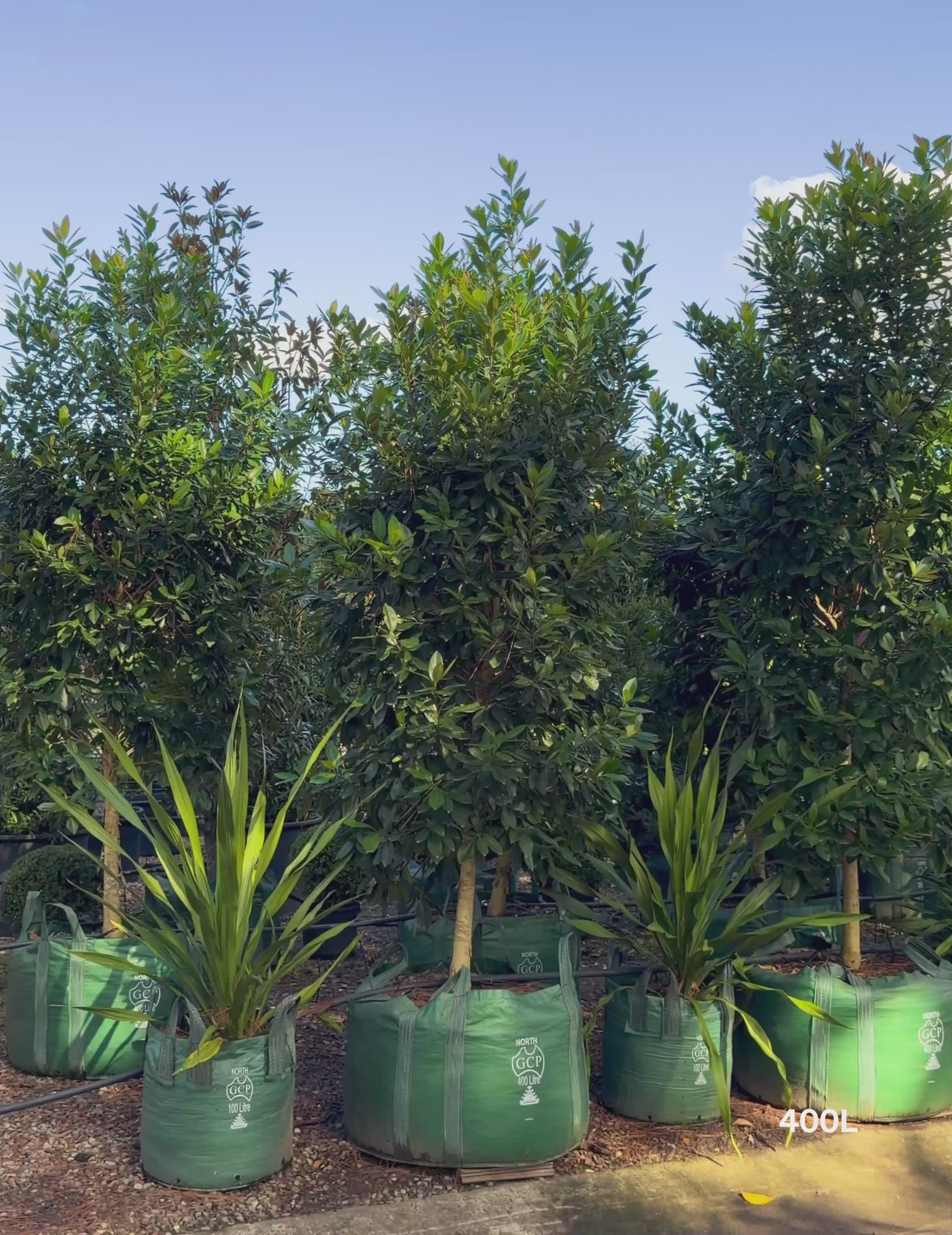 Load video: Tristaniopsis laurina 'Luscious' Watergum