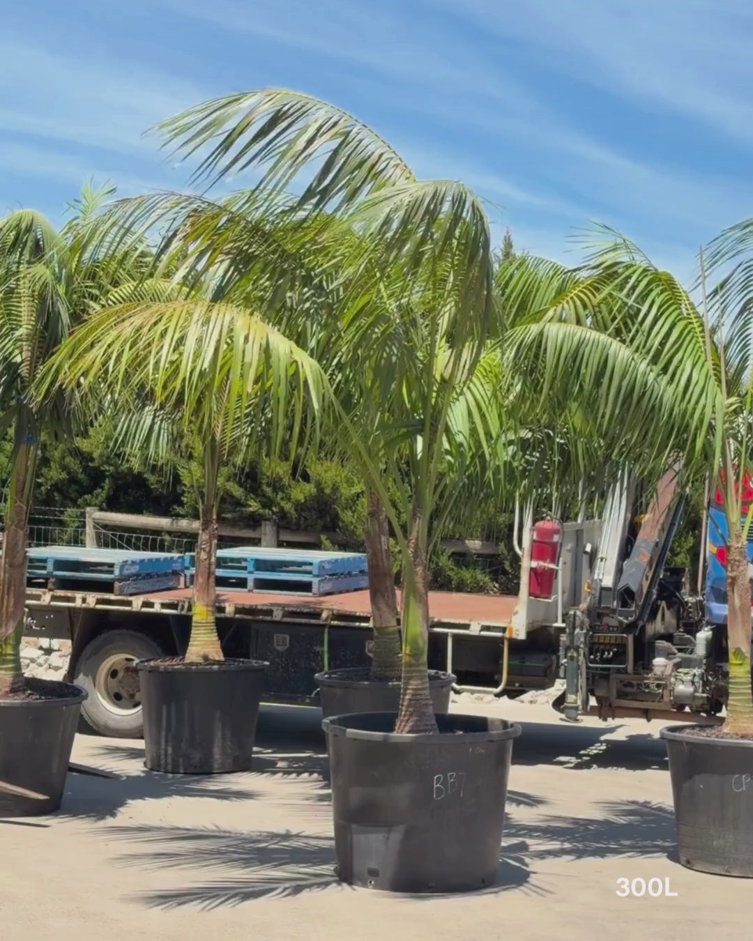 Load video: Archontophoenix cunninghamiana Bangalow Palm