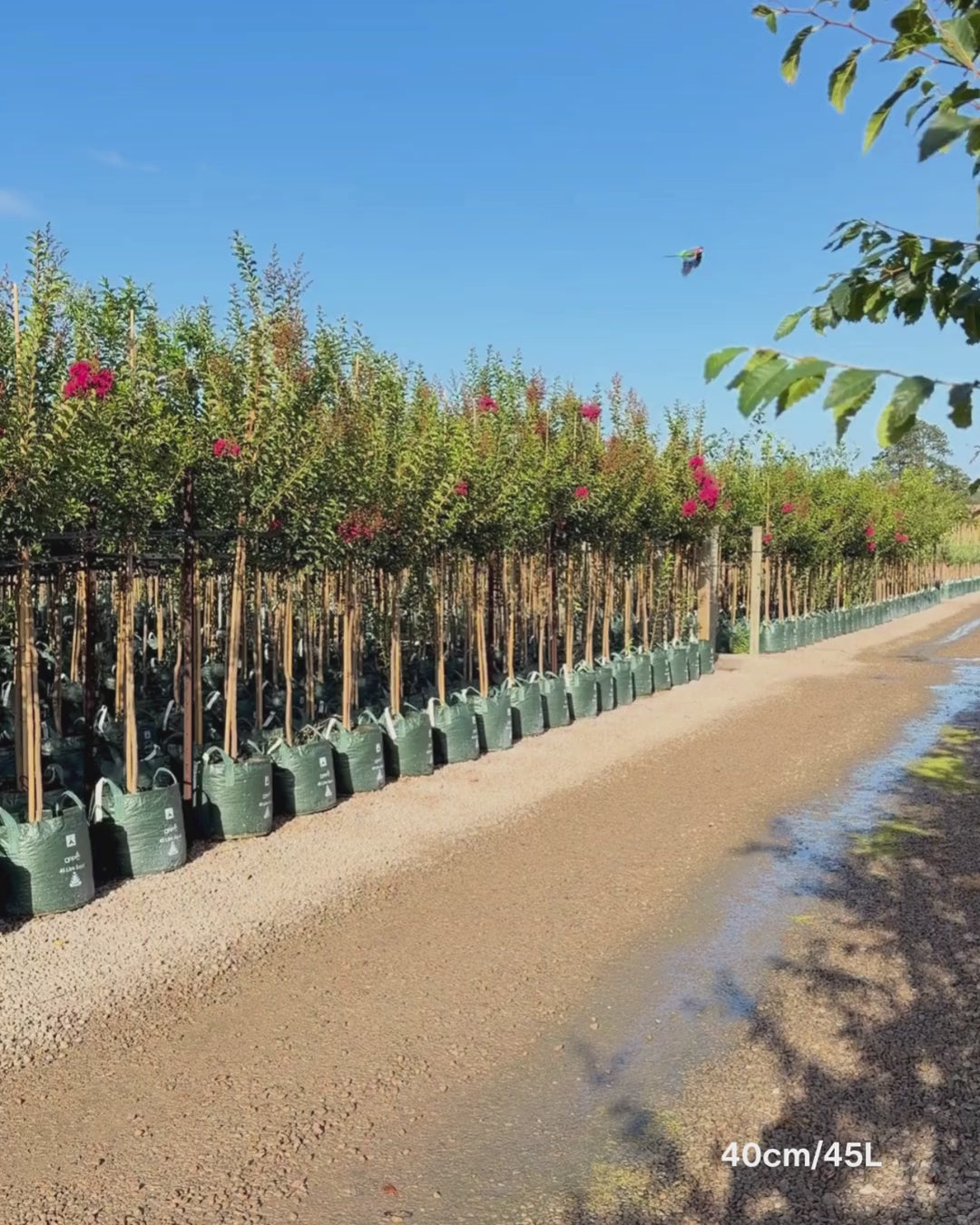 Load video: Lagerstroemia indica 'Tuscarora' - Dark Pink Crepe Myrtle