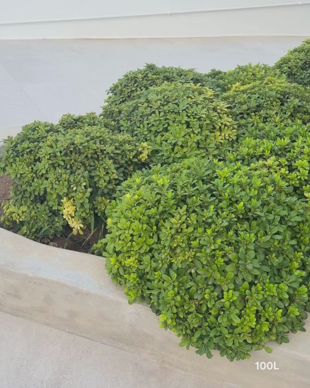 Load video: Pittosporum tobira 'Miss Muffet'