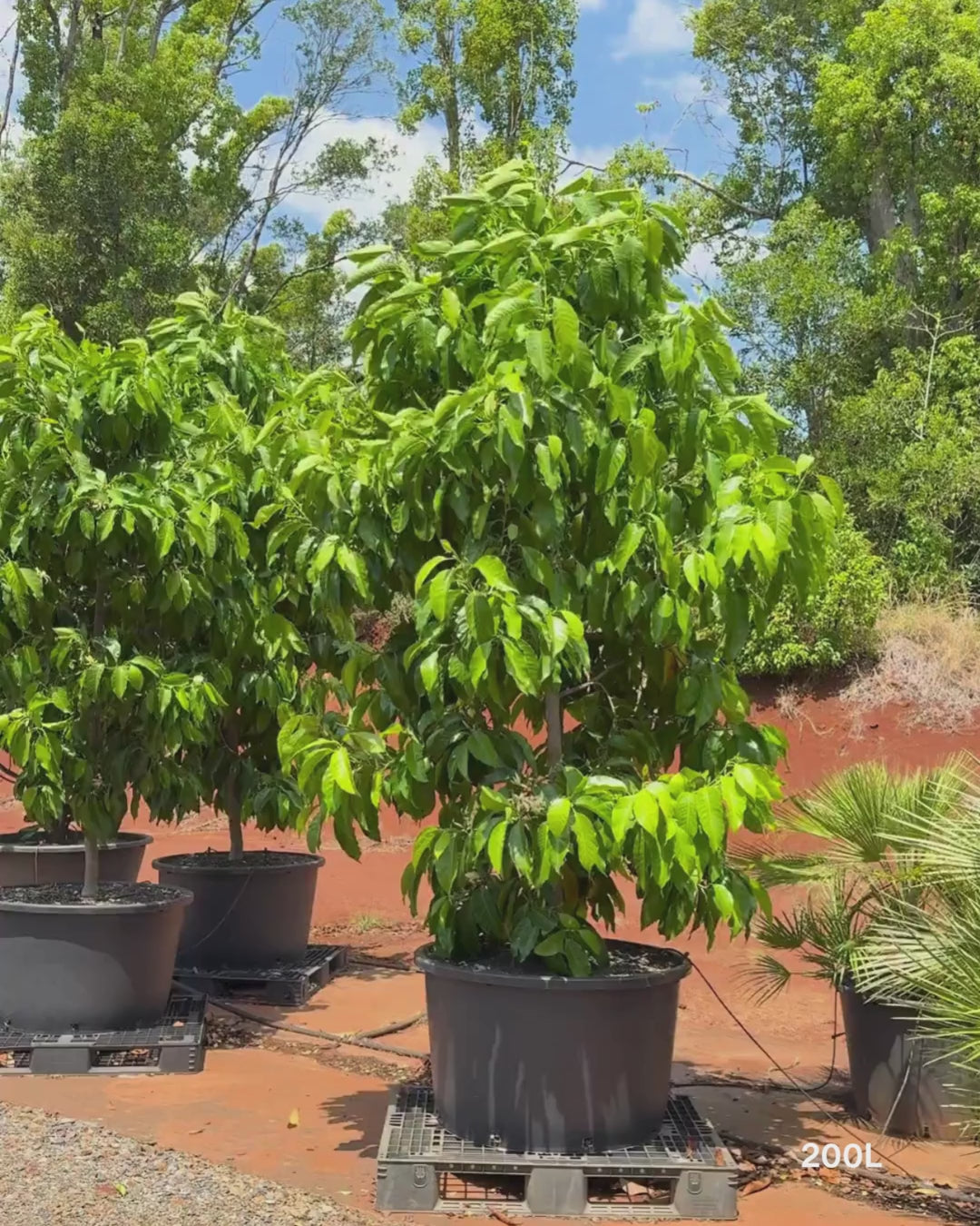 Load video: Michelia alba – White Champaca