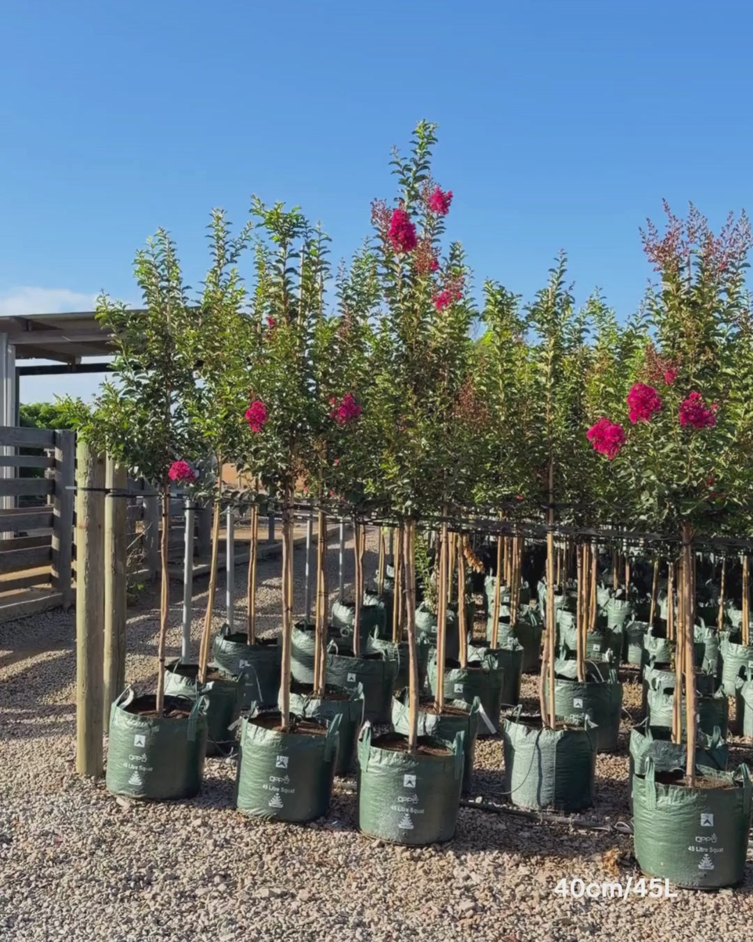 Load video: Lagerstroemia indica 'Tuscarora' - Dark Pink Crepe Myrtle