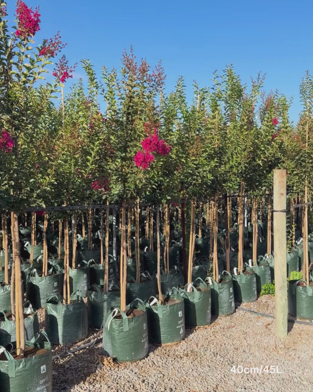 Load video: Lagerstroemia indica 'Tuscarora' - Dark Pink Crepe Myrtle