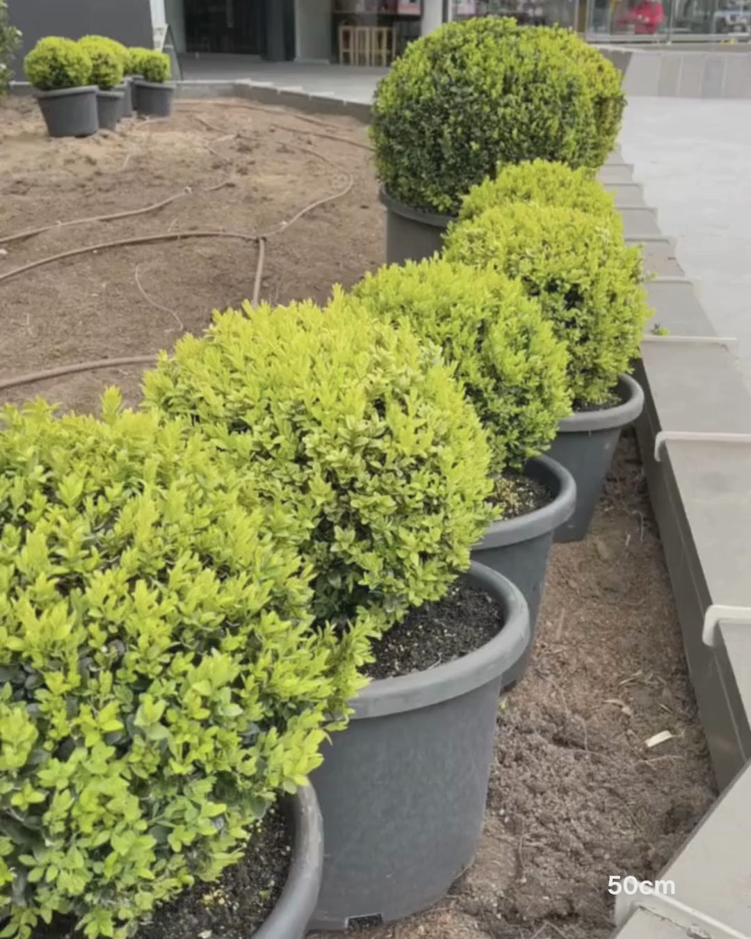 Load video: Buxus sempervirens English Box Topiary Balls
