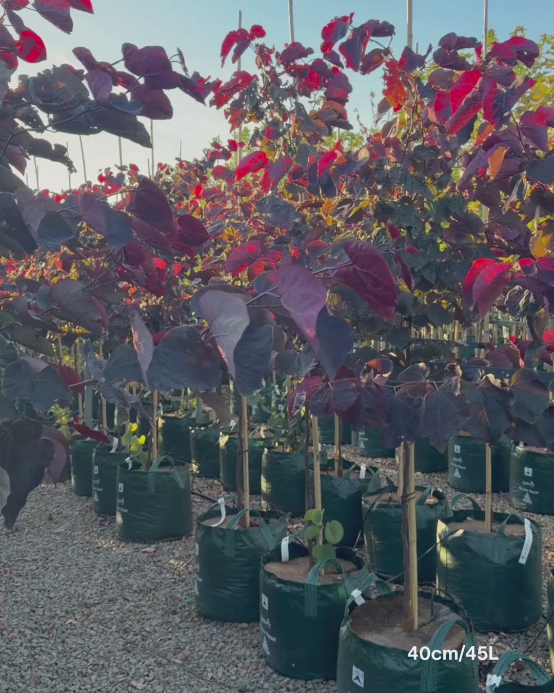 Load video: Cercis canadensis 'Forest Pansy'