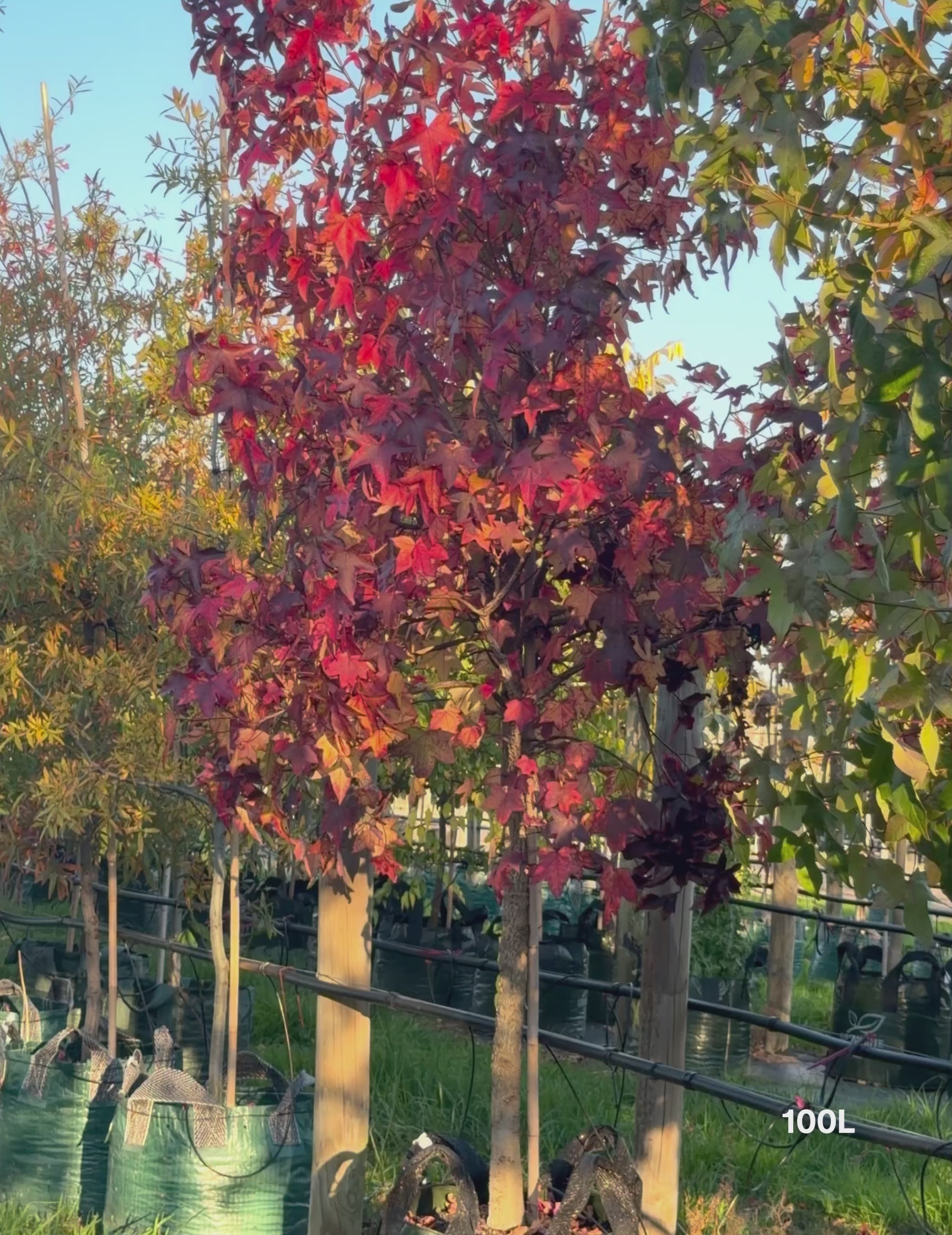 Load video: Liquidambar styraciflua Sweetgum