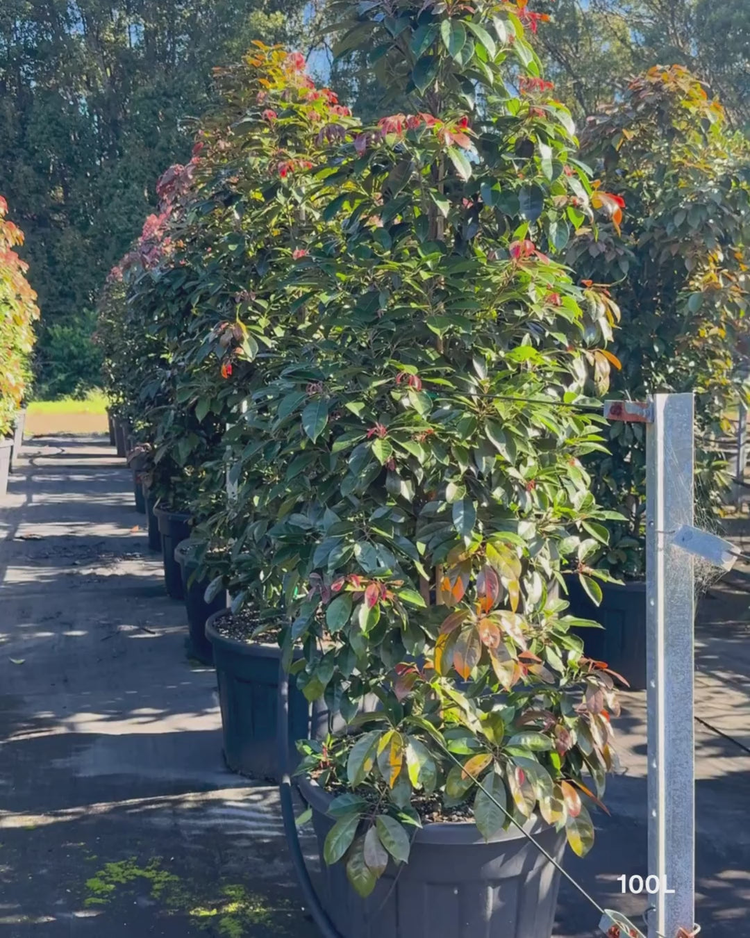 Load video: Elaeocarpus eumundi
