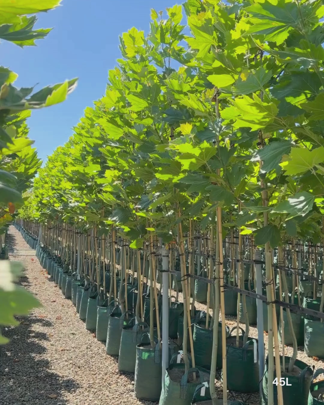 Load video: Platanus x acerifolia - London Plain Tree