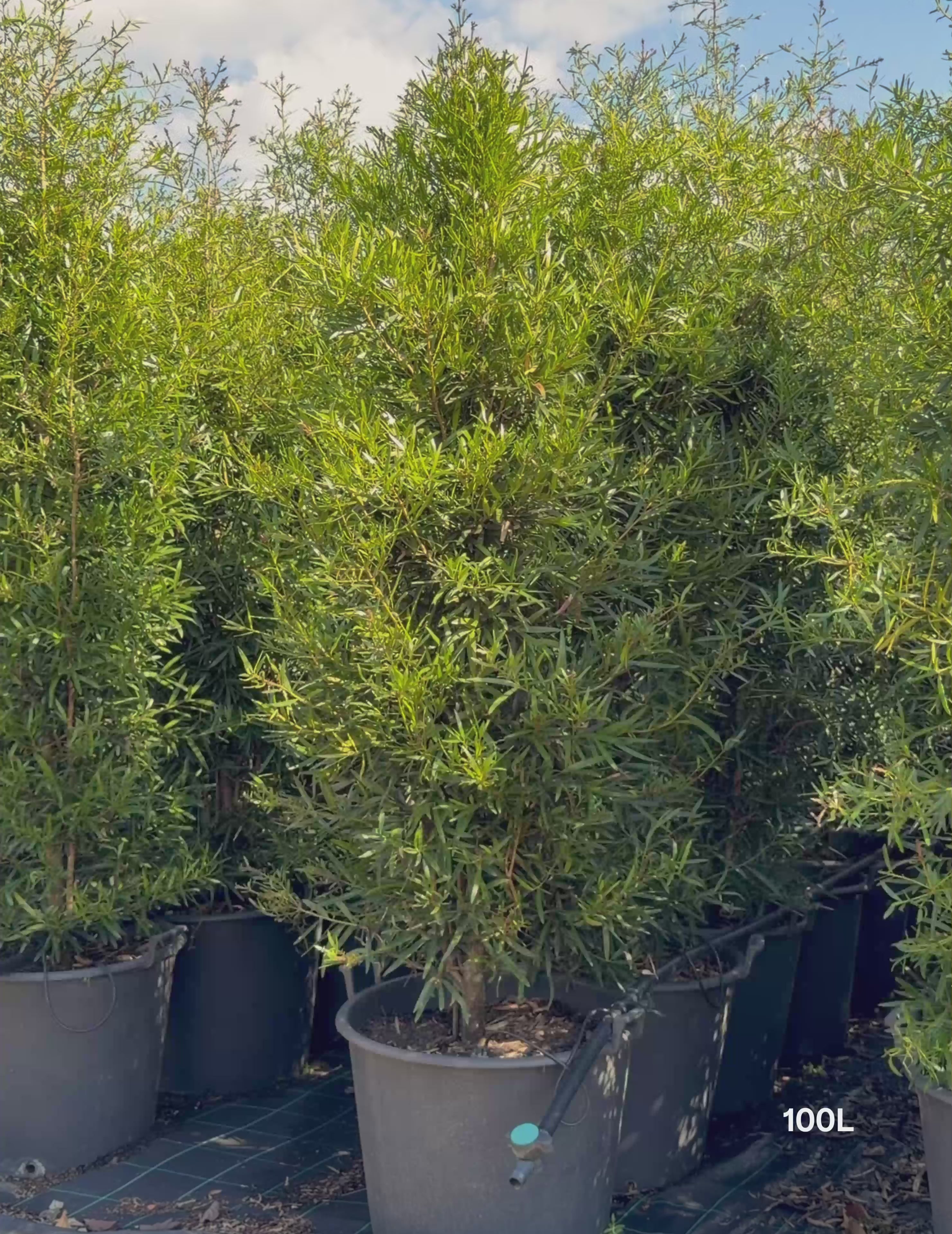 Load video: Afrocarpus falcatus – Podocarpus / Outeniqua Yellowwood