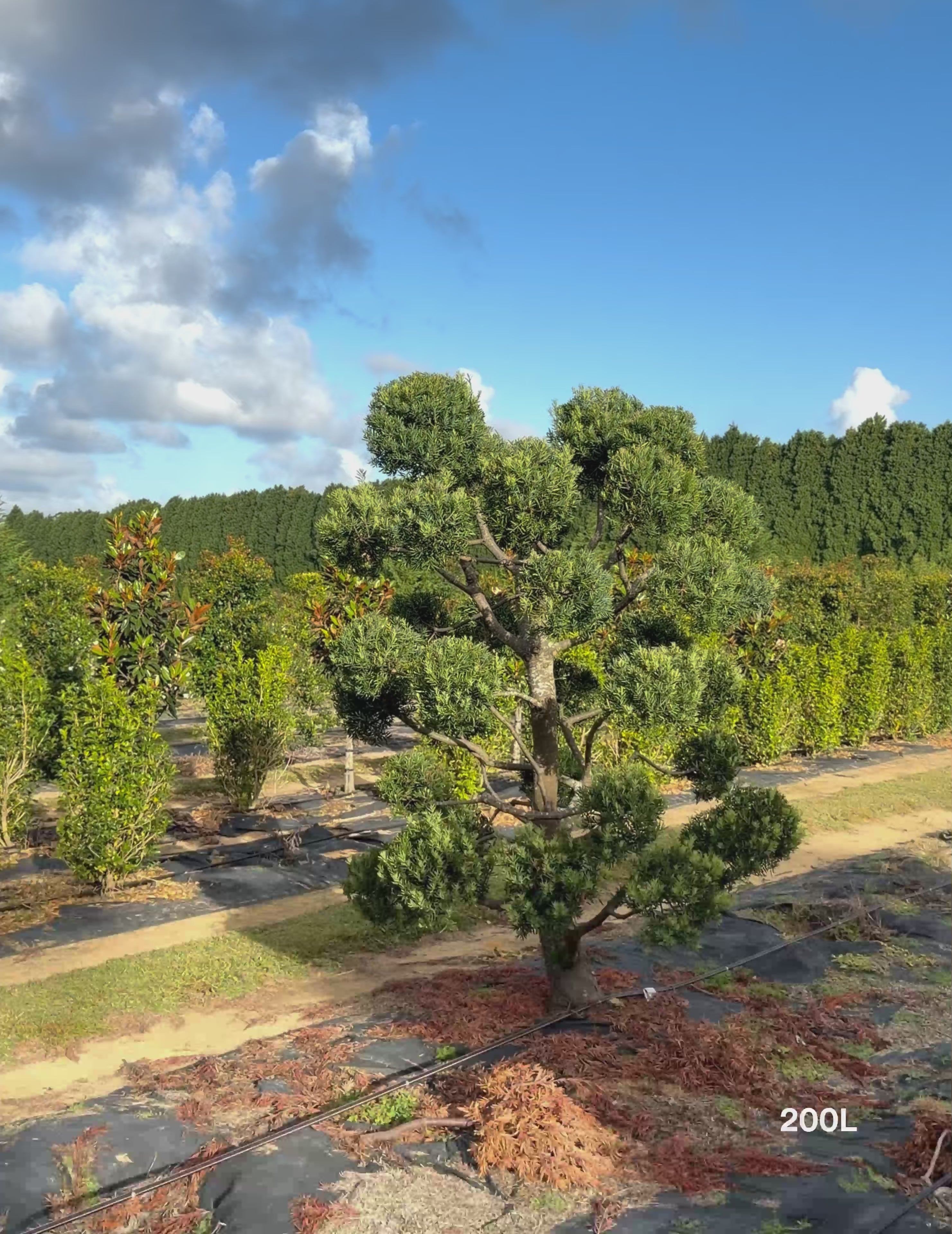 Load video: Podocarpus falcatus Clouds