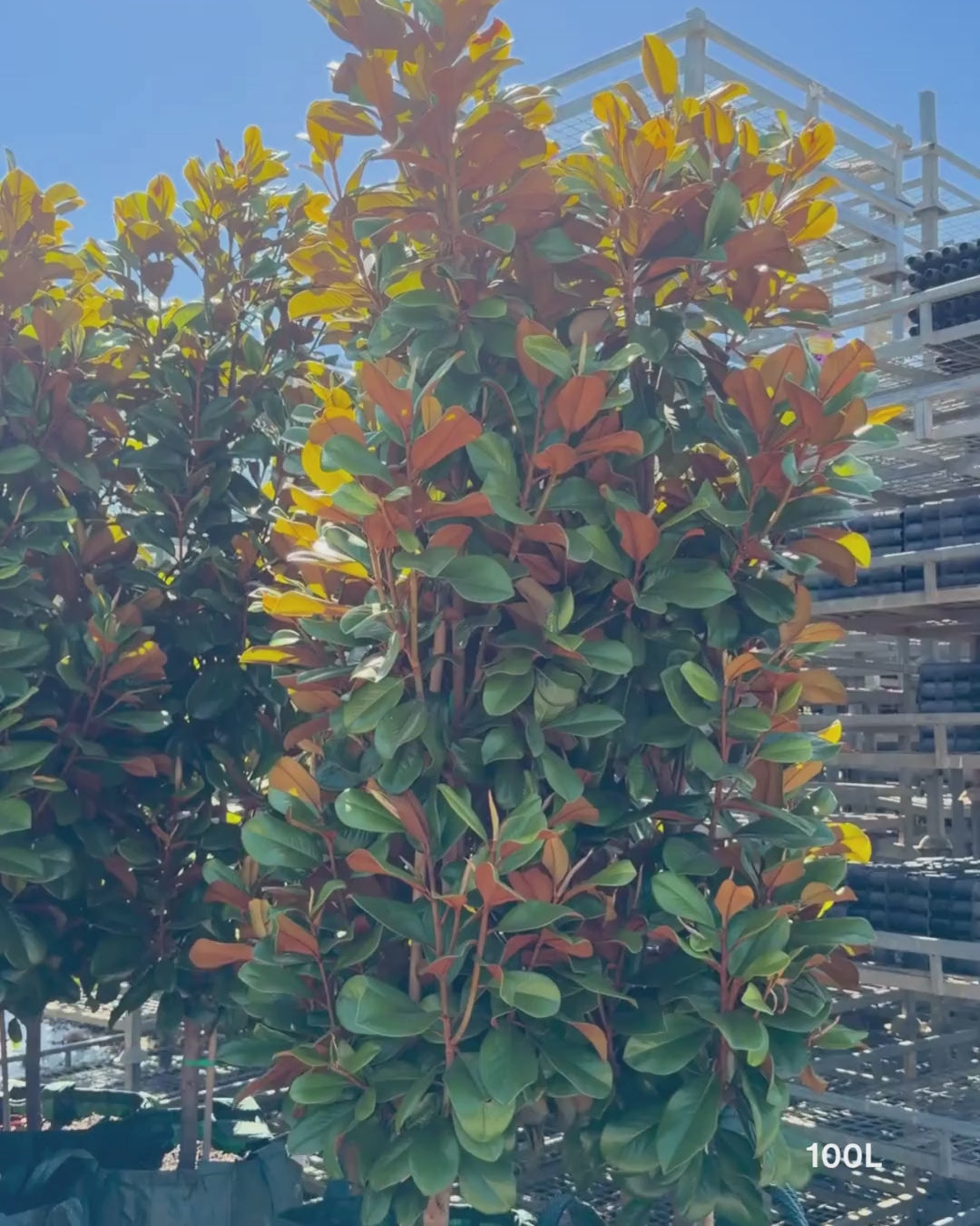 Load video: Magnolia grandiflora 'Teddy Bear'