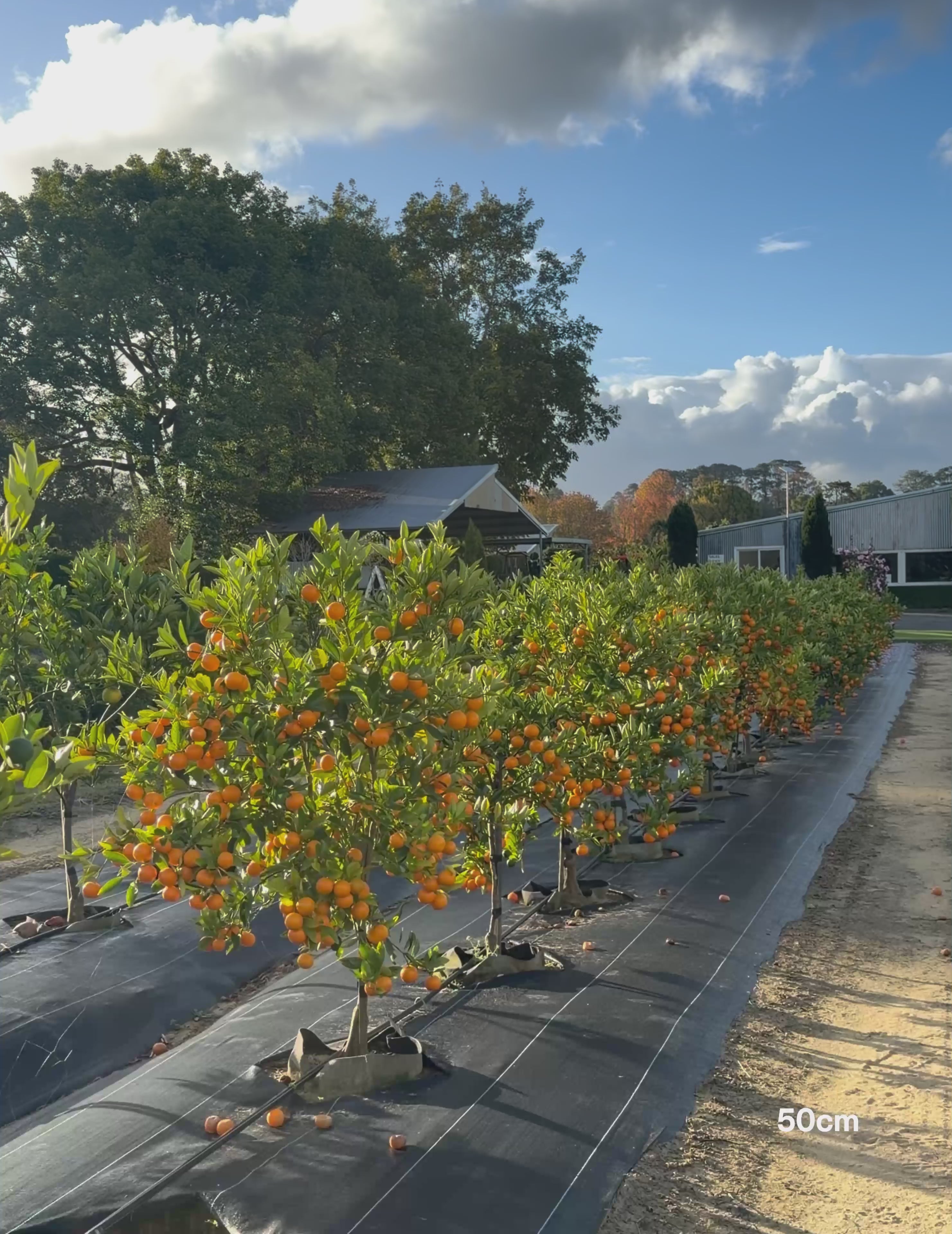 Load video: Calamondin Cumquat – Calamondin Citrus Tree