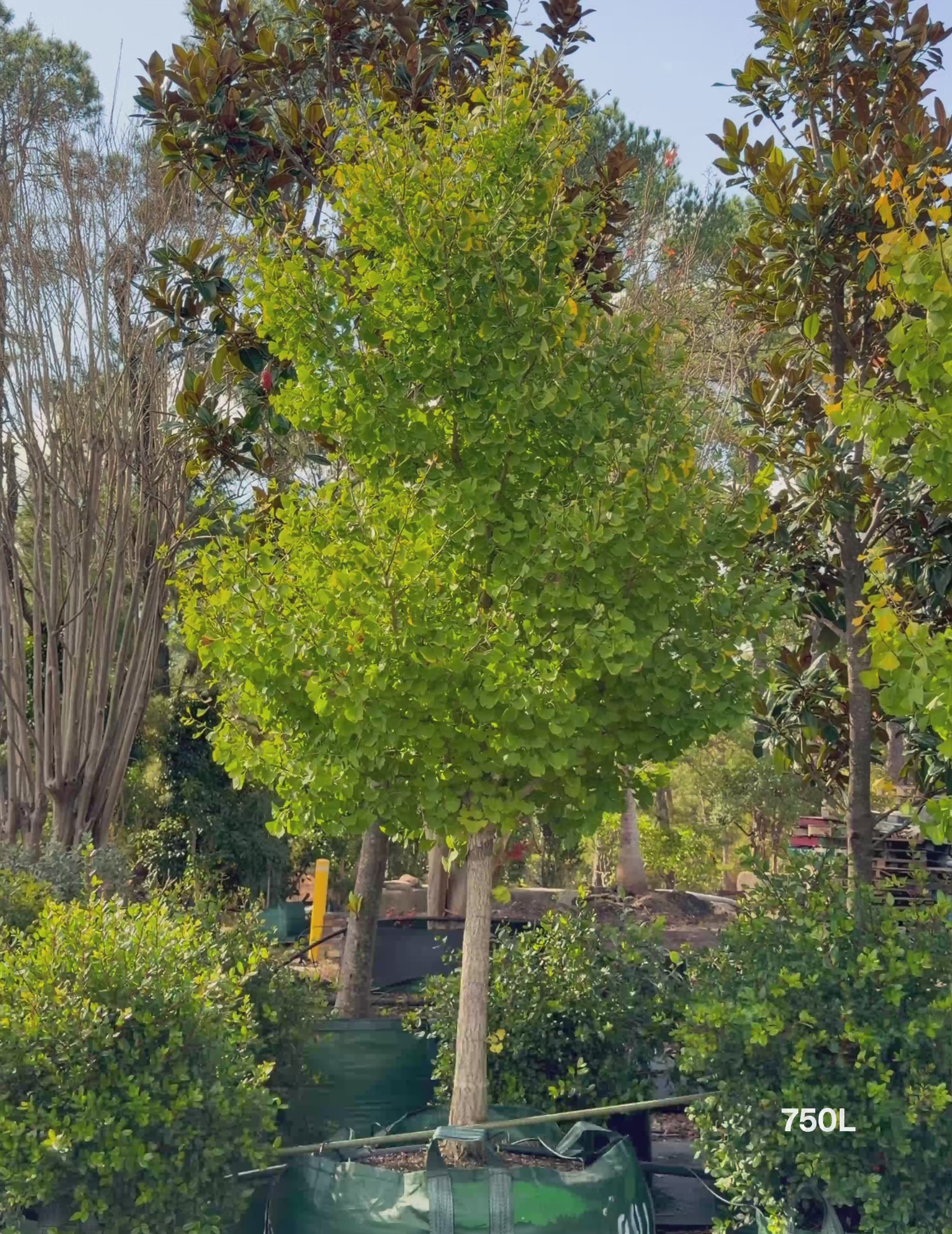 Load video: Ginkgo biloba