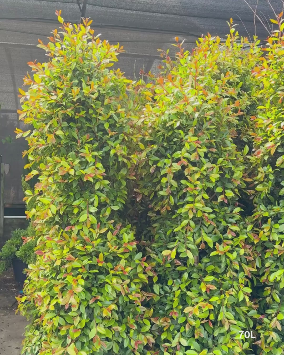 Load video: Syzygium paniculatum 'Backyard Bliss' - Lilly Pilly