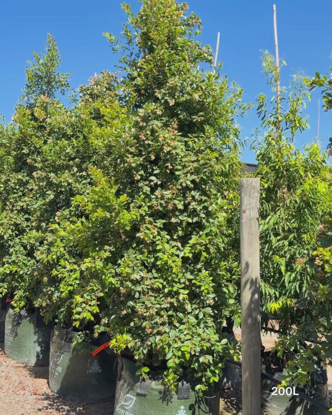 Load video: Syzygium paniculatum 'Backyard Bliss' - Lilly Pilly